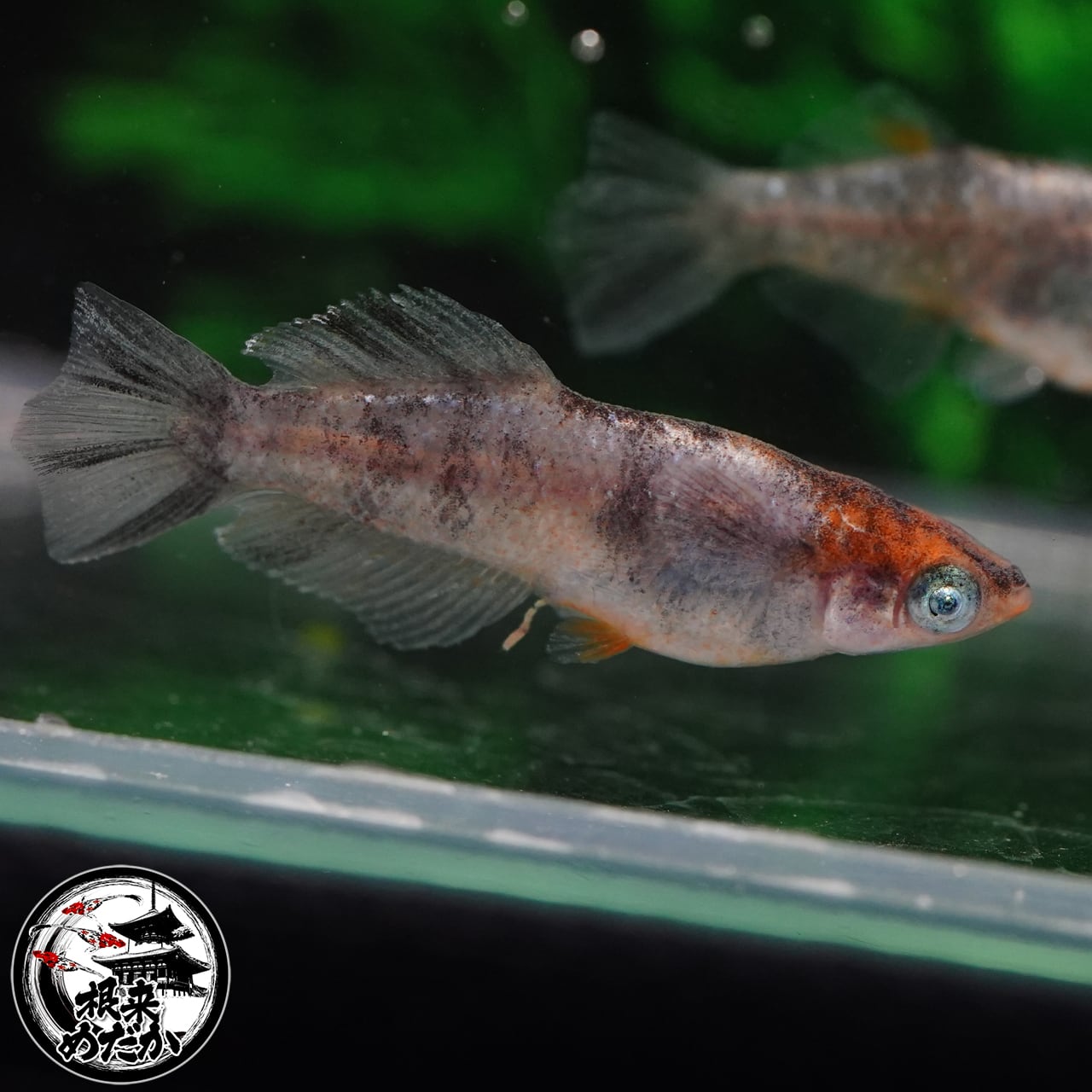 5匹＋補償1匹〗TAKUMIメダカ 稚魚 1～1.5cm 三色光体型 無選別｜改良