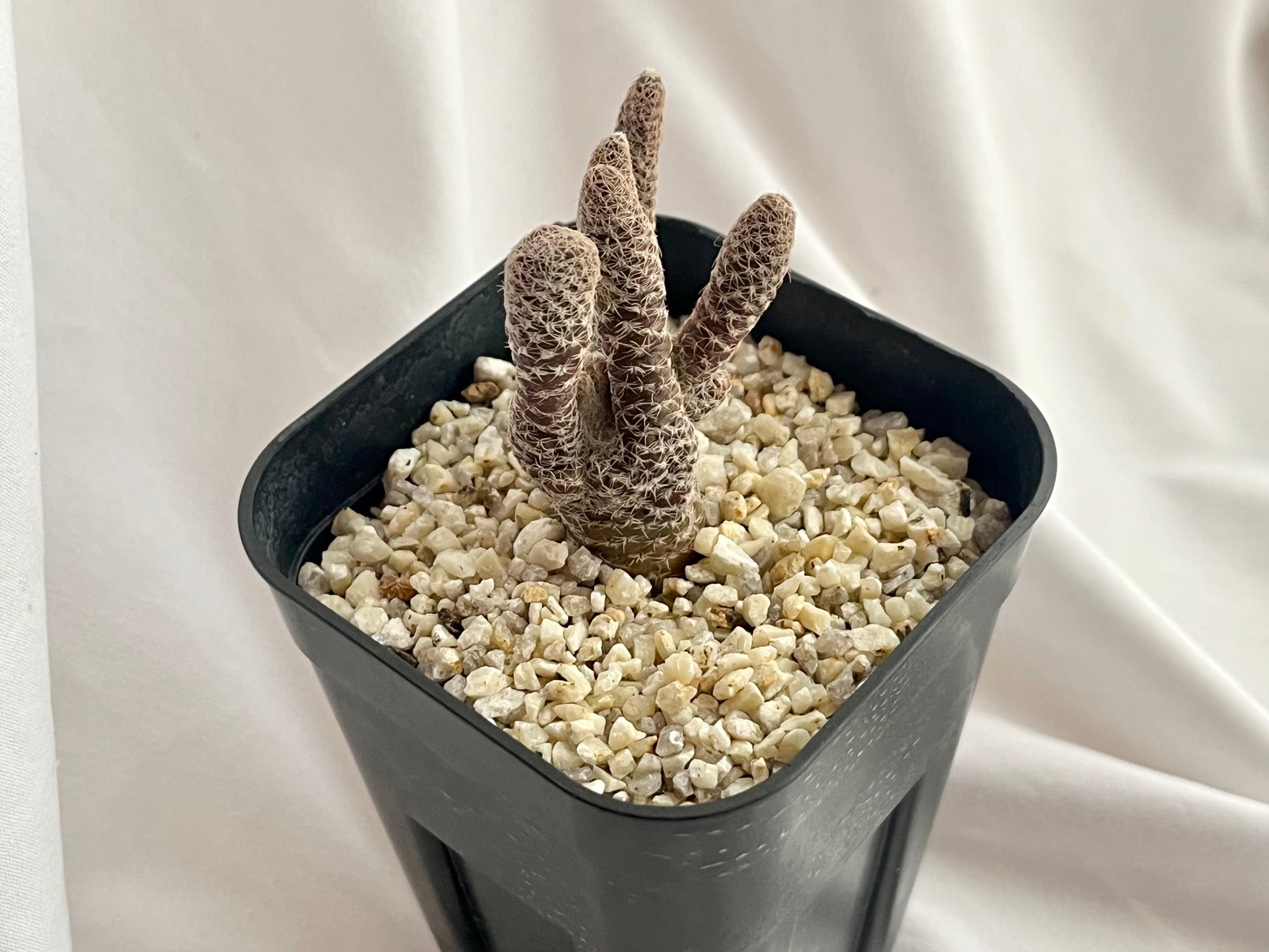Puna clavarioides クラバリオイデス 茸団扇 白鶏冠 サボテン | plants