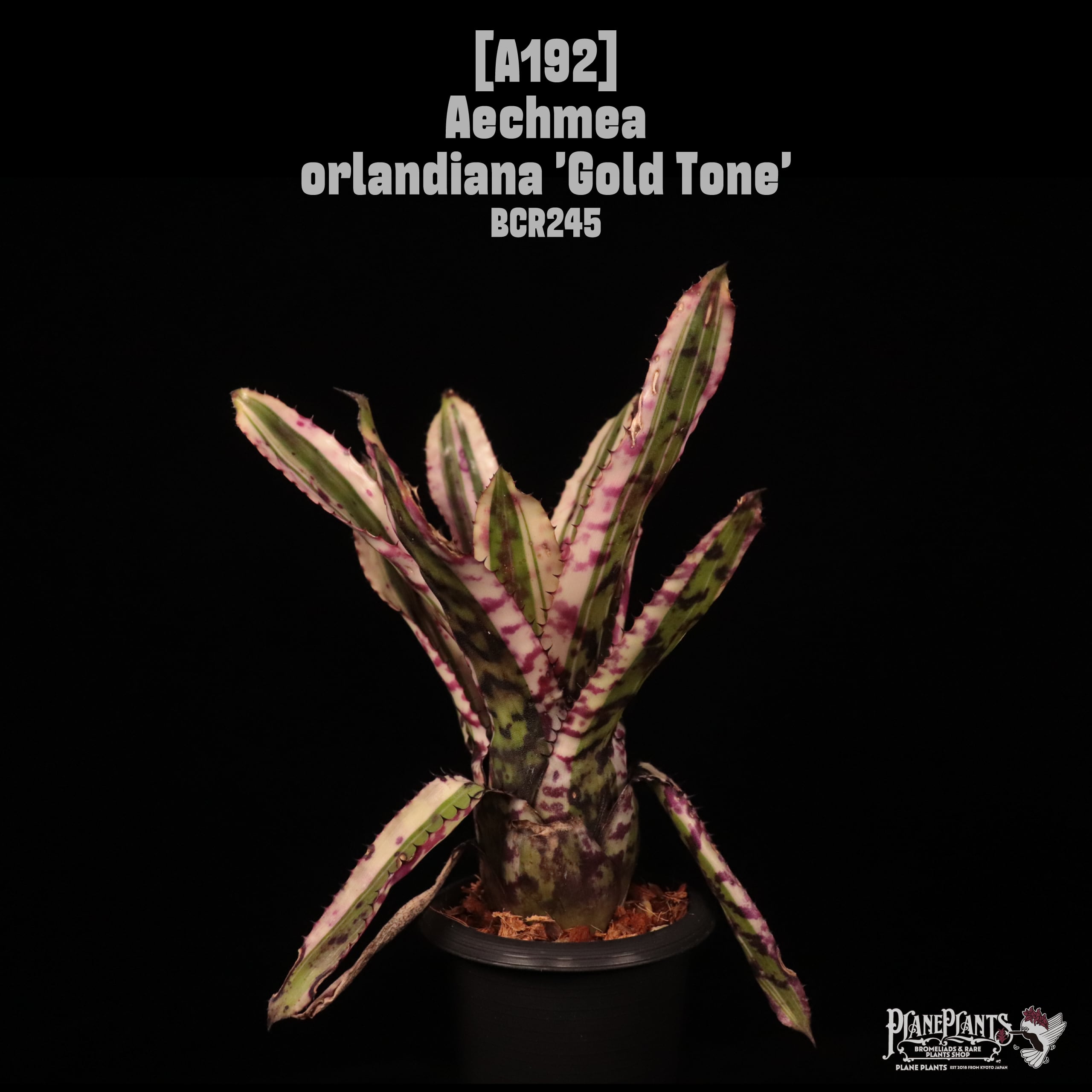 【送料無料】Aechmea orlandiana 'Gold Tone'〔エクメア〕現品発送A192