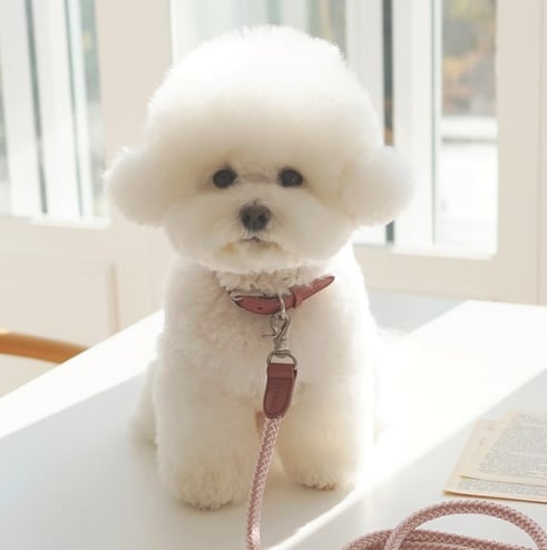 即納【stroll】Rope Collar (Vintage Rose)