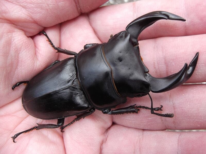 極太オオクワガタペアーNo8 極太オオクワガタペアーNo8