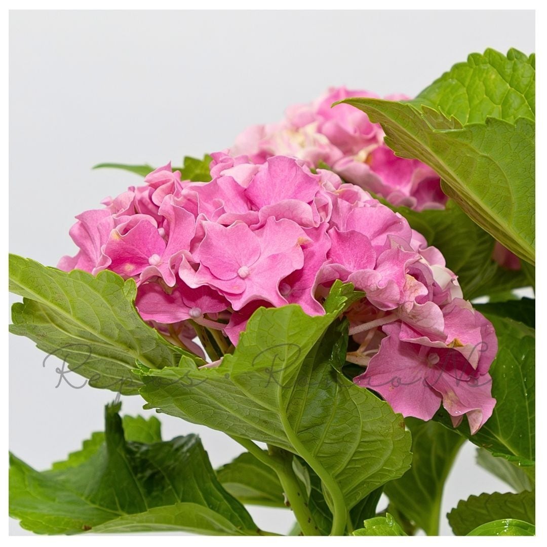 アジサイ：サーファー・シーサイドピンク（4号）フリンジ紫陽花 希少