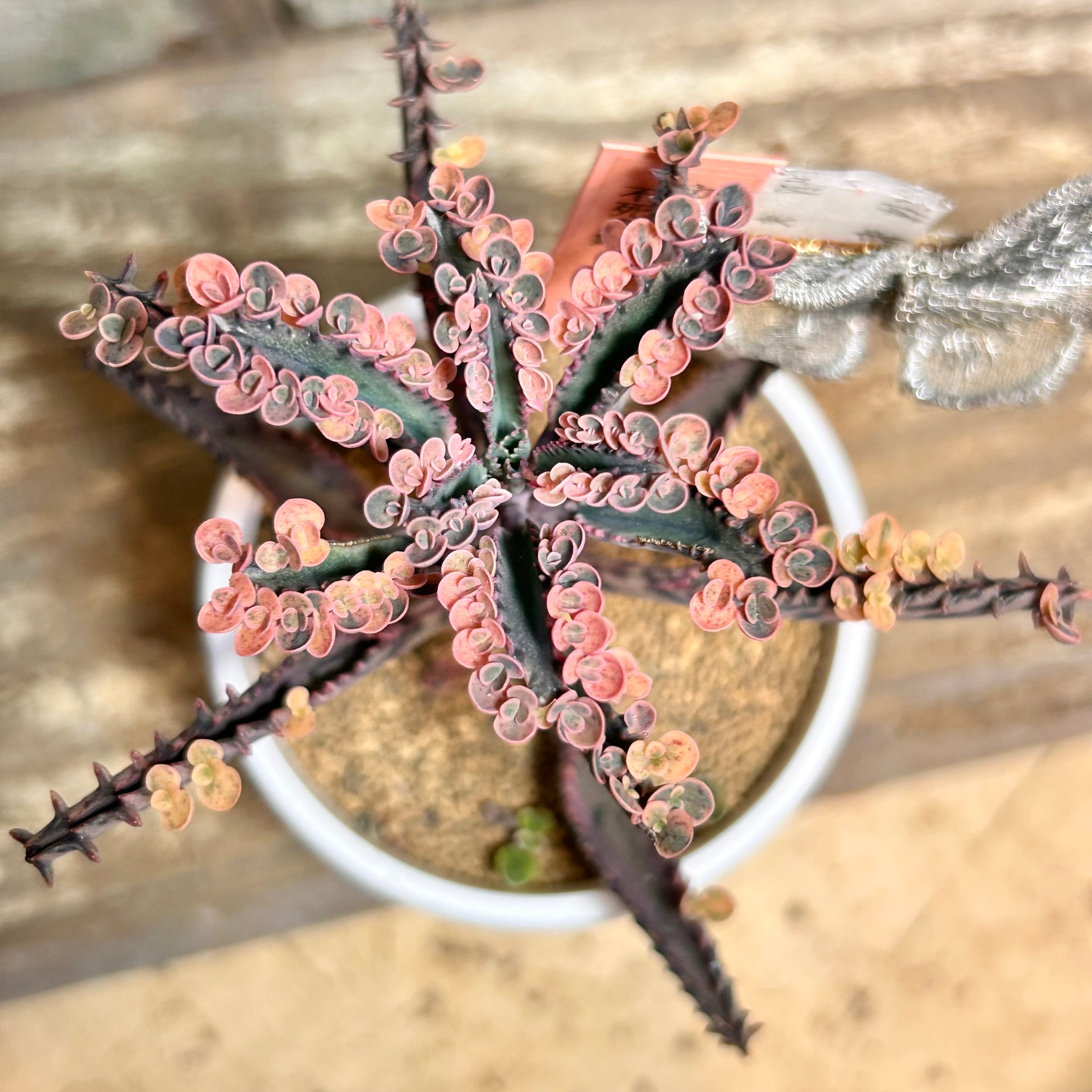 不死鳥錦 | RuPo 多肉植物専門店
