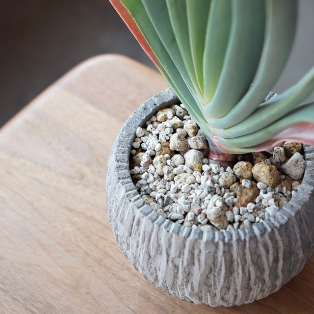 アロエ プリカティリス Ayanas アヤナス 観葉植物のセレクトショップ 通販 アロエ プリカティリス Ayanas アヤナス 観葉植物のセレクトショップ 通販