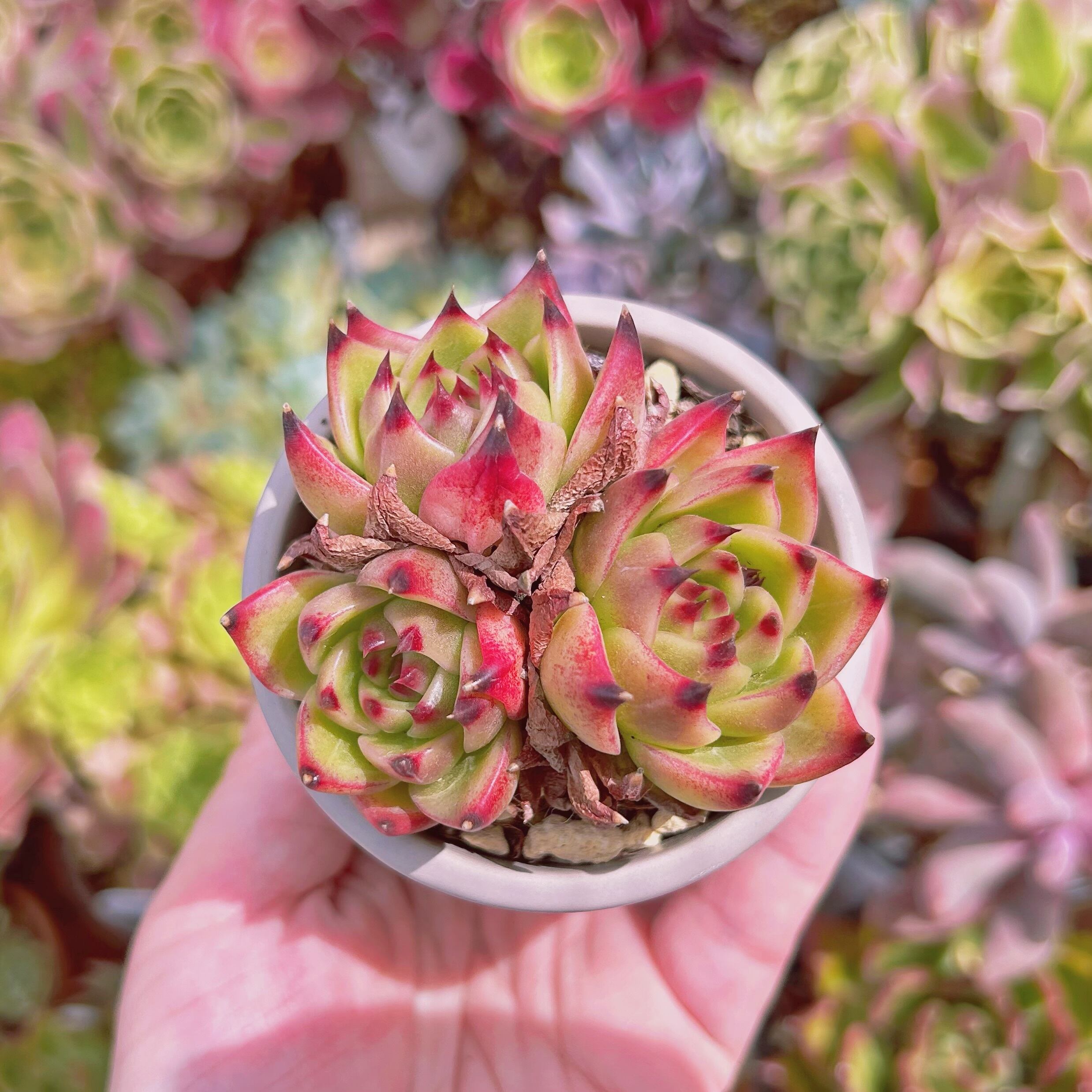 現物　多肉植物　ブルードラゴン　抜き苗