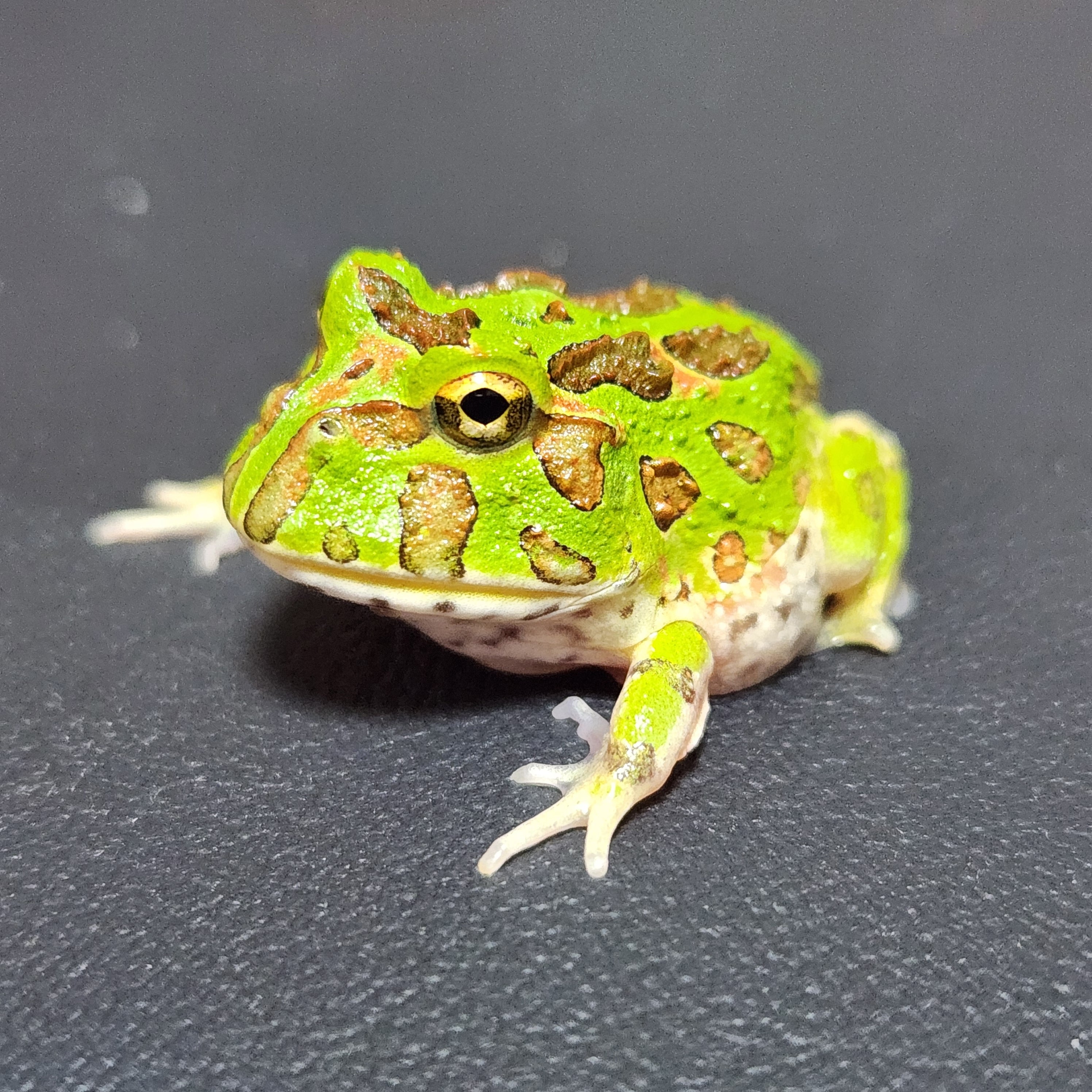 ツノガエル | けろろの森 with はちゅもふY's