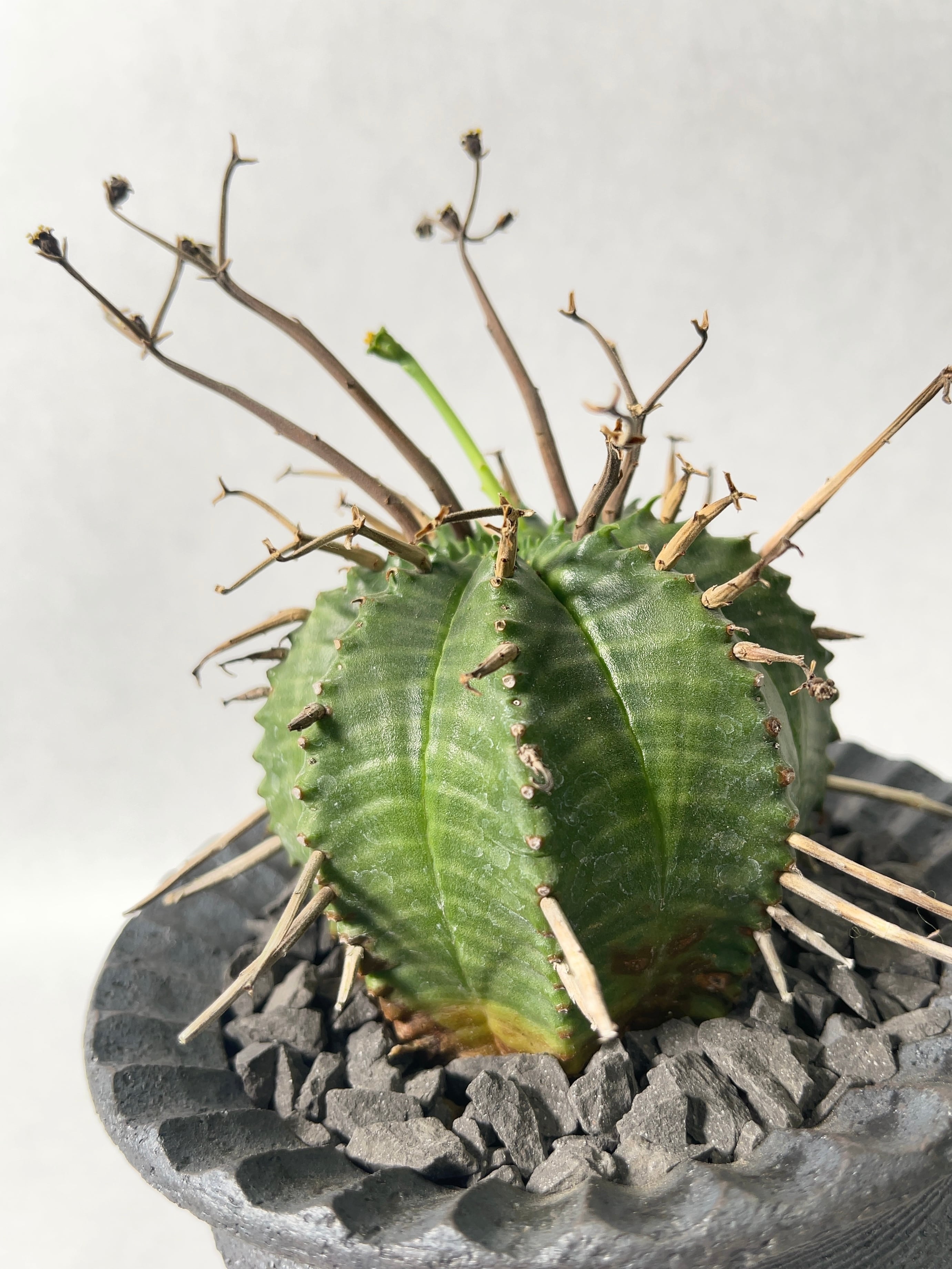 ユーフォルビア・スーパーバリダ | trigger