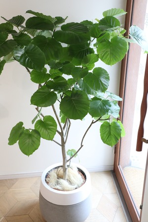 【渋谷区周辺エリア/配送料無料】【155cm】【L】フィカス ウンベラータ /Ficus umbellata  ※陶器鉢カバー別売り