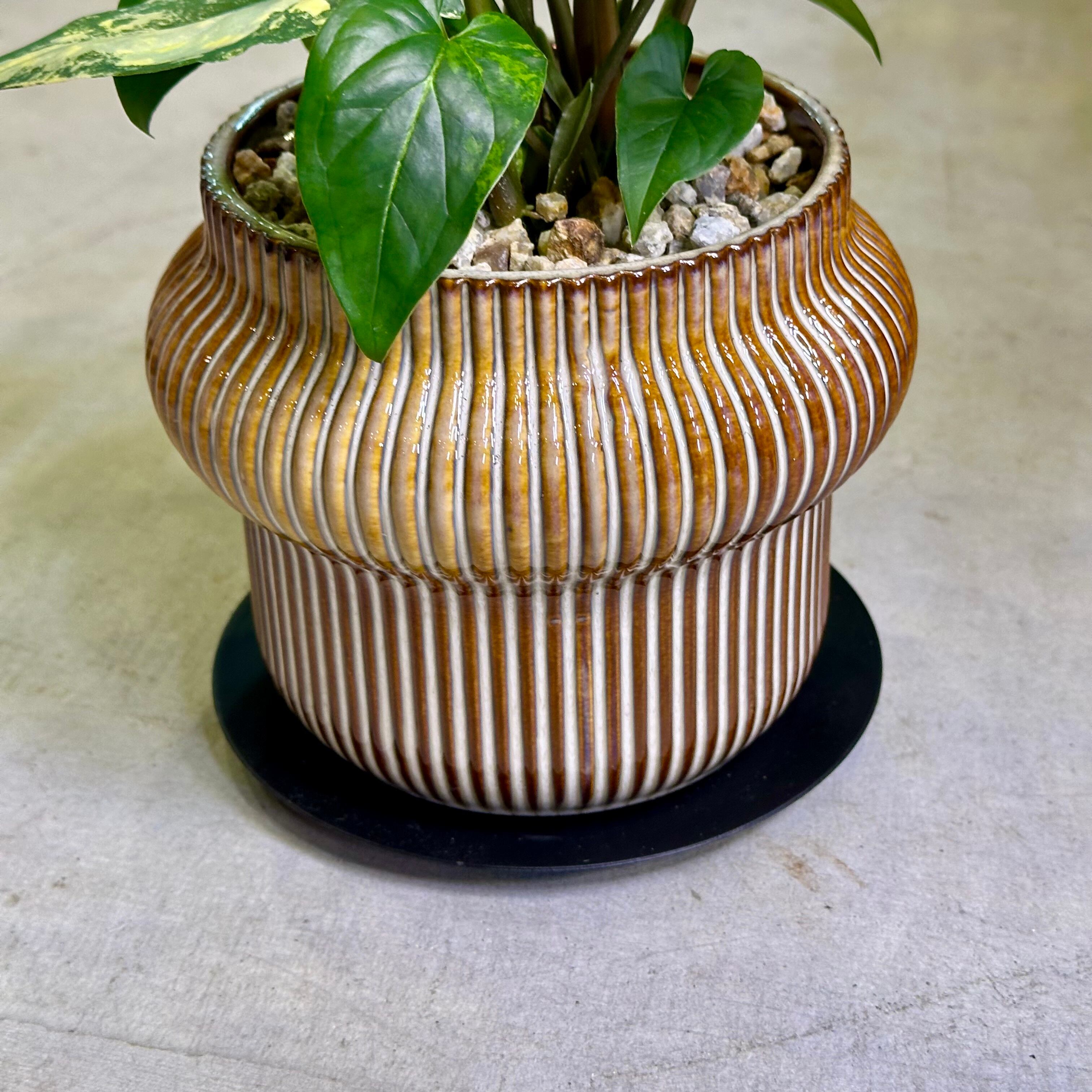 シンゴニウム・フレンチマーブル | barrelplants_BONSAI