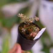 Phyllanthus urinaria 'Pink Variegated'│フィランサス・ウリナリア ピンク斑入り⑥│観葉植物