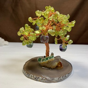 2.りんごがなる招財樹・ペリドット