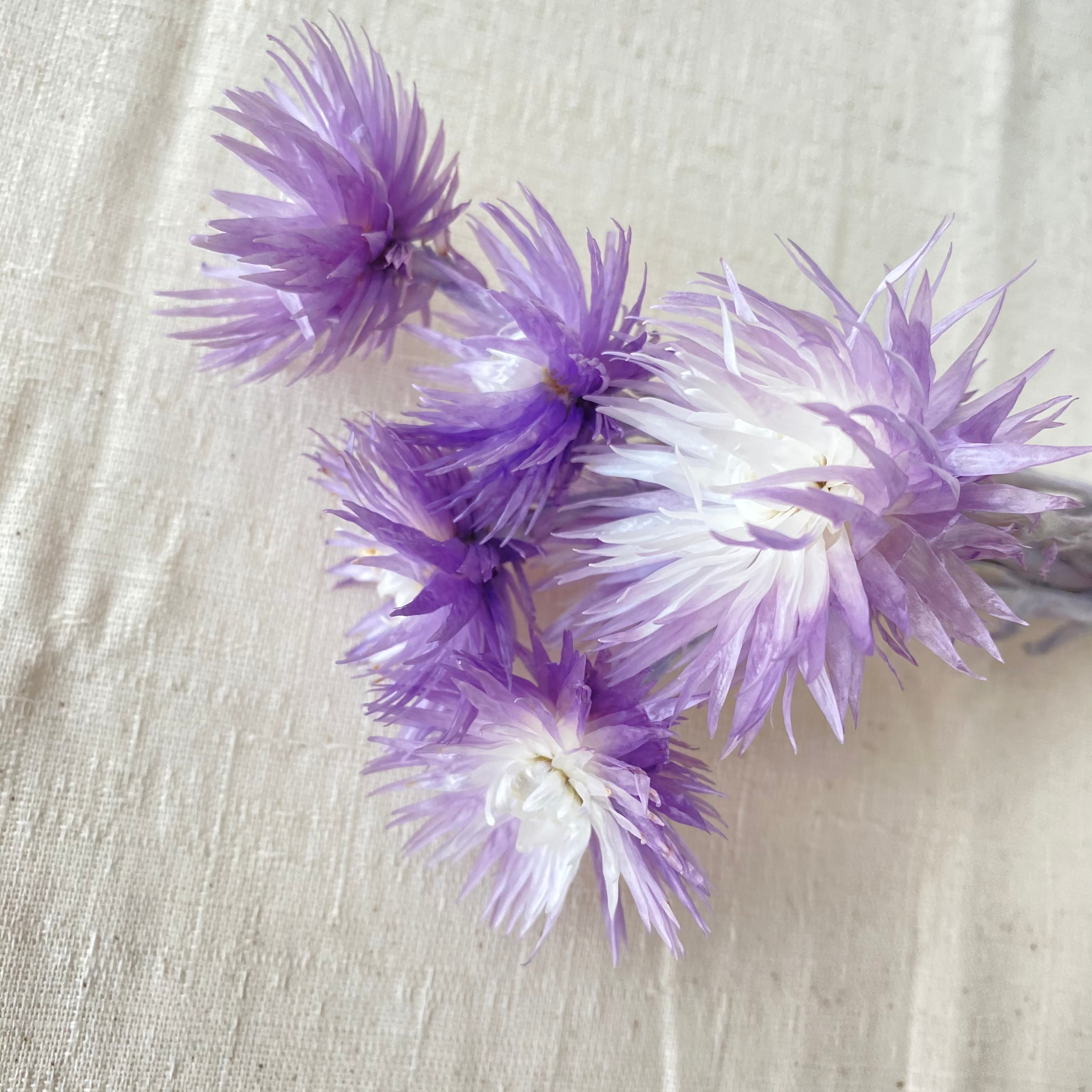 大地農園 花材 シルバーデイジー 5輪セット ツートン ハーバリウム  