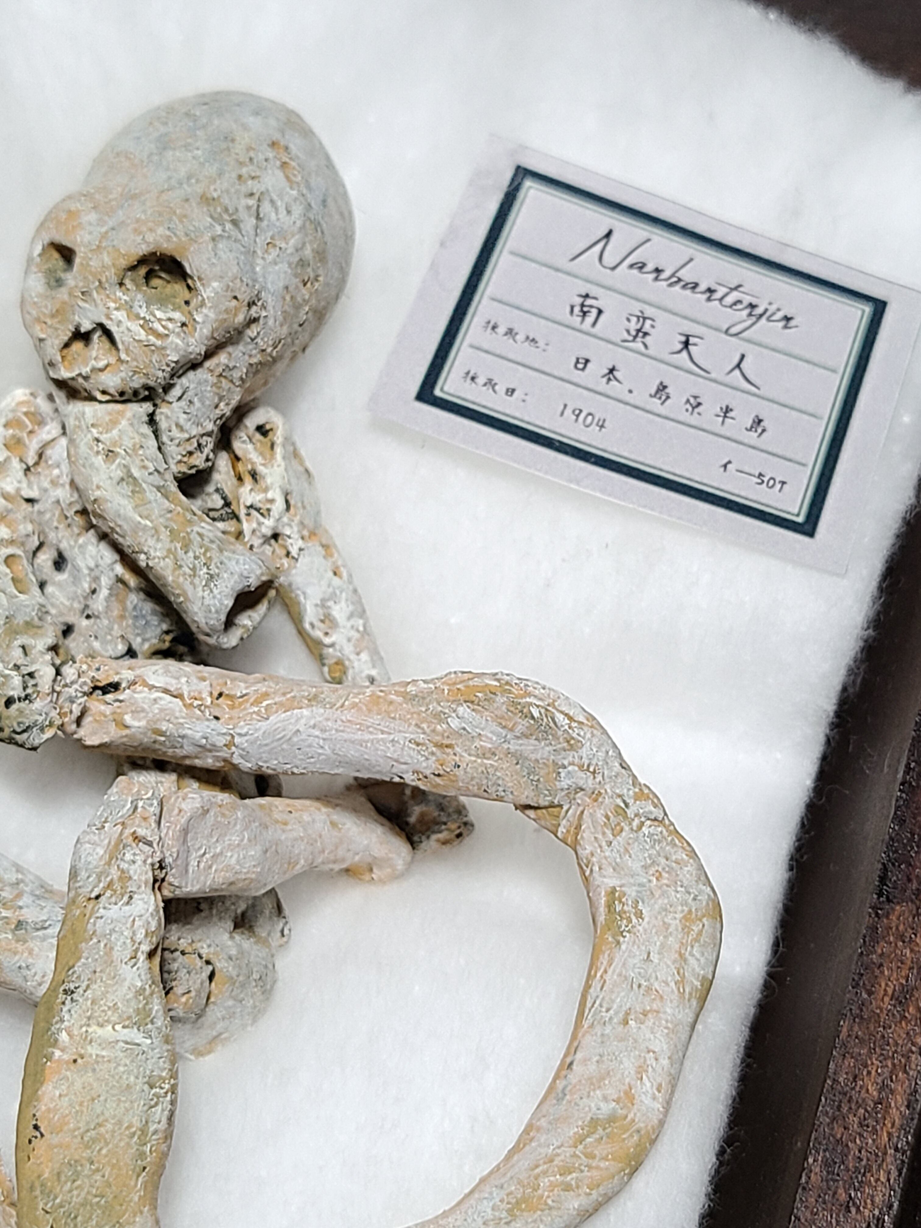 南蛮天人 木乃伊(ミイラ) 怪奇標本 イ―507 | Pay ID