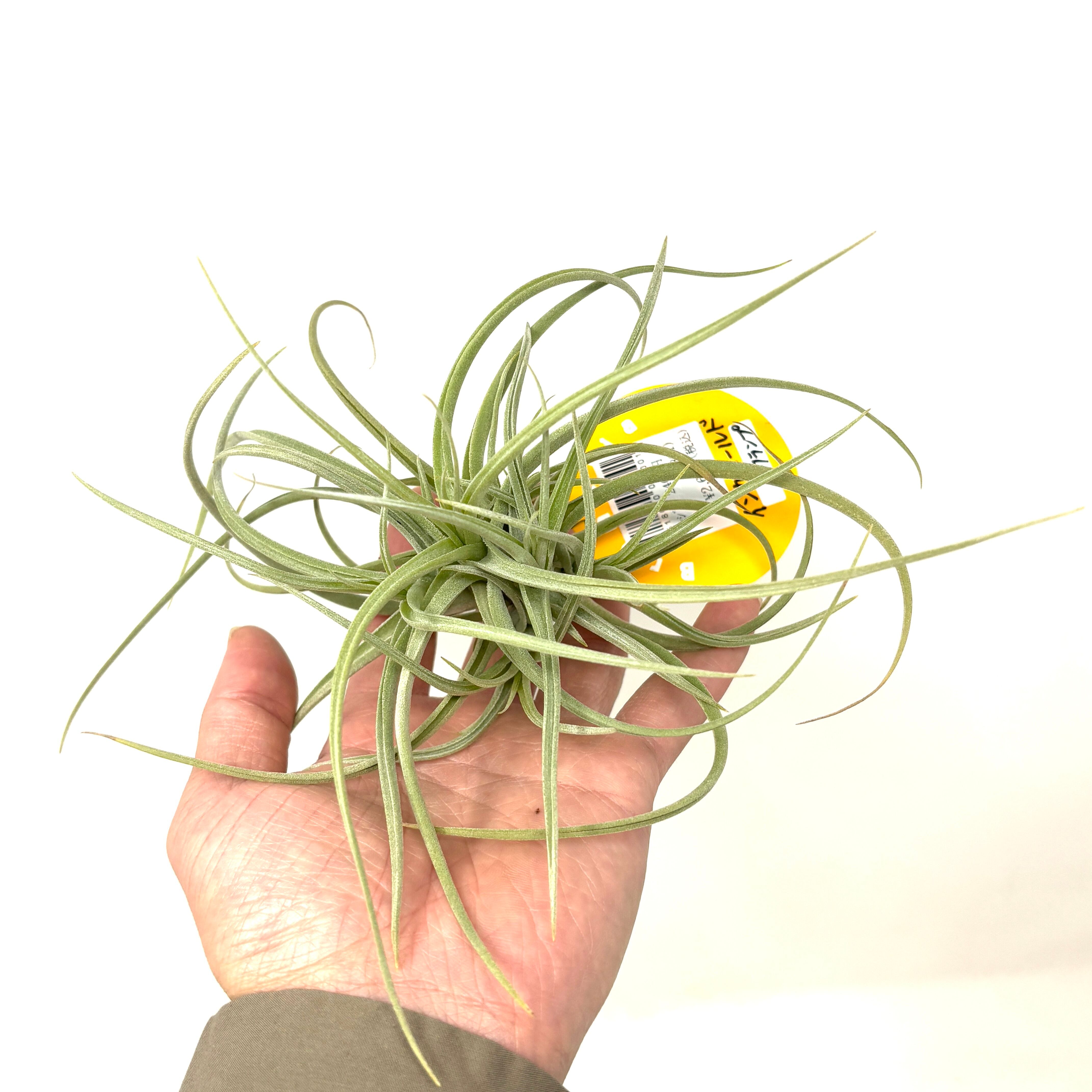 チランジア インカゴールド クランプ【995】