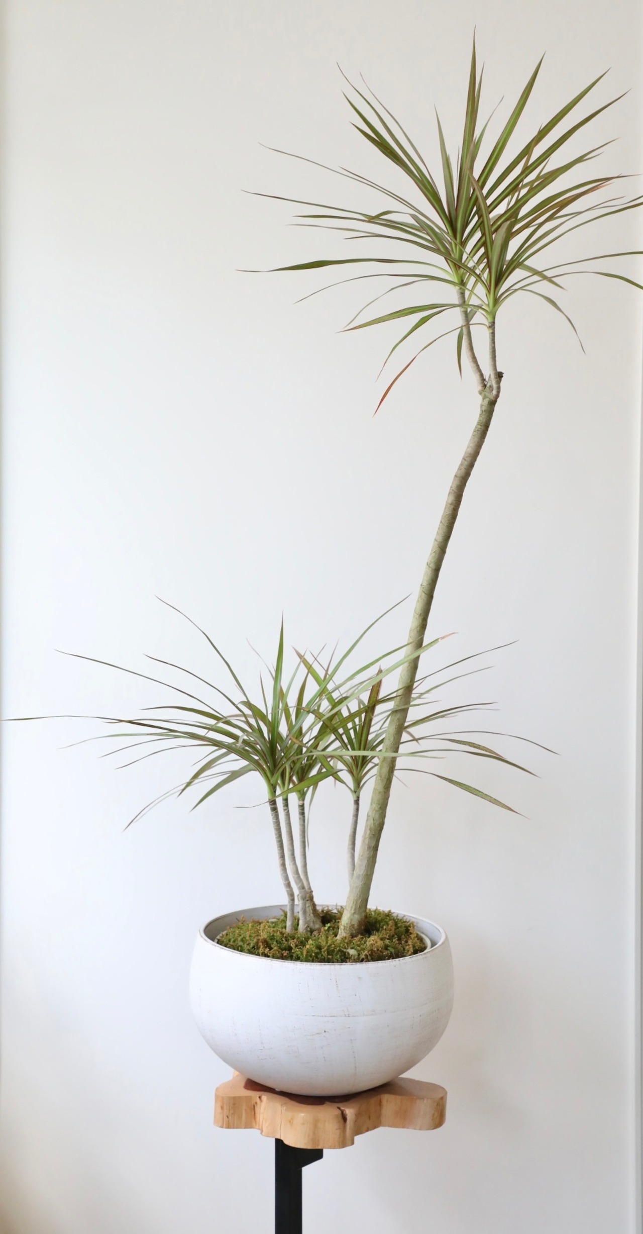 【L】ドラセナ コンシンネ レインボウ　※陶器鉢付き