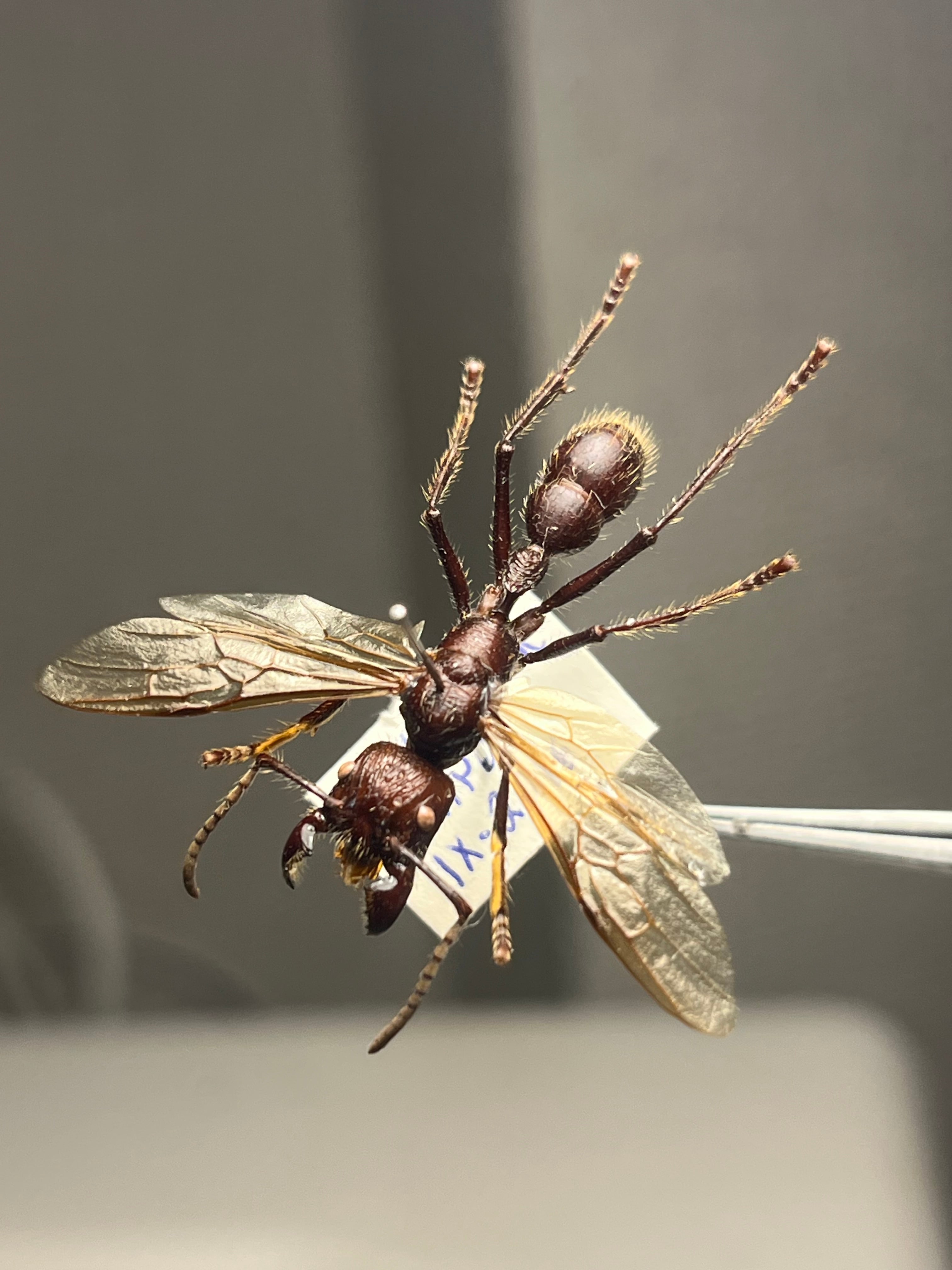 顎特大】オオアゴヘビトンボ ペルー産 奇蟲 タランチュラ ムカデ 標本