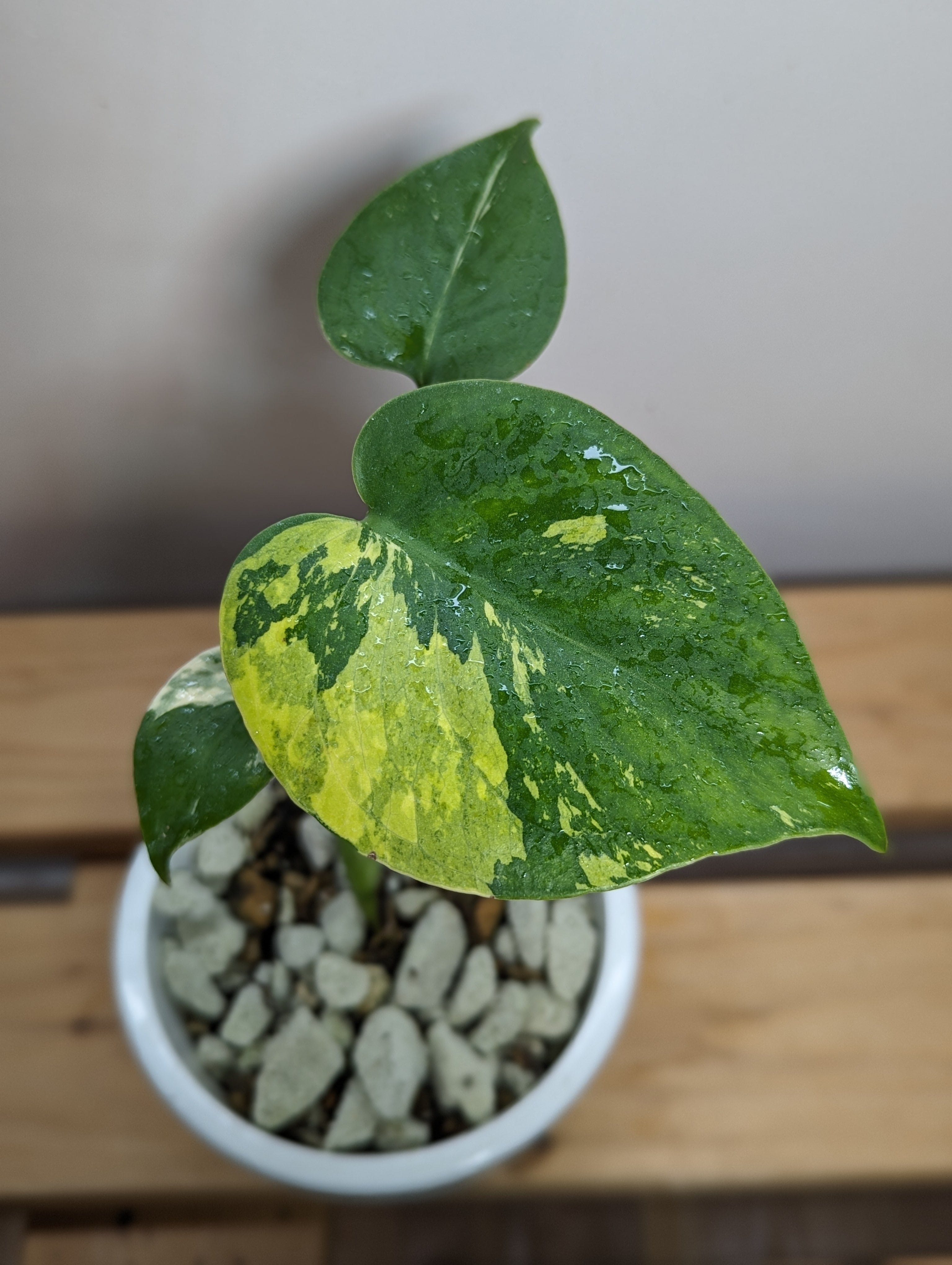 モンステラ・デリシオーサ・イエローマリリン | GREEN Road 植物と 