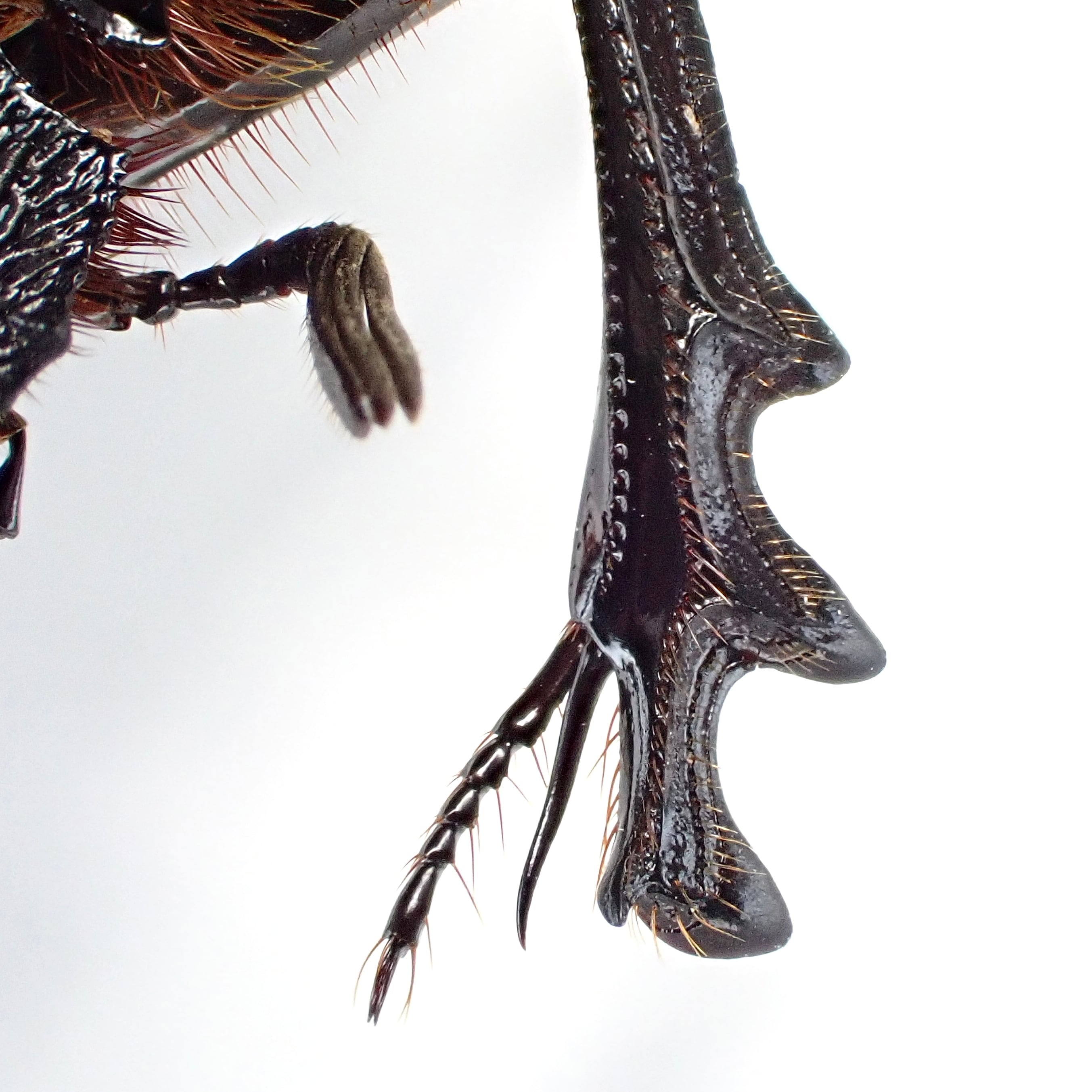 標本 Tanzania Helicopris pirmal 51mm 標本 Tanzania Helicopris pirmal 51mm 標本 Tanzania Helicopris