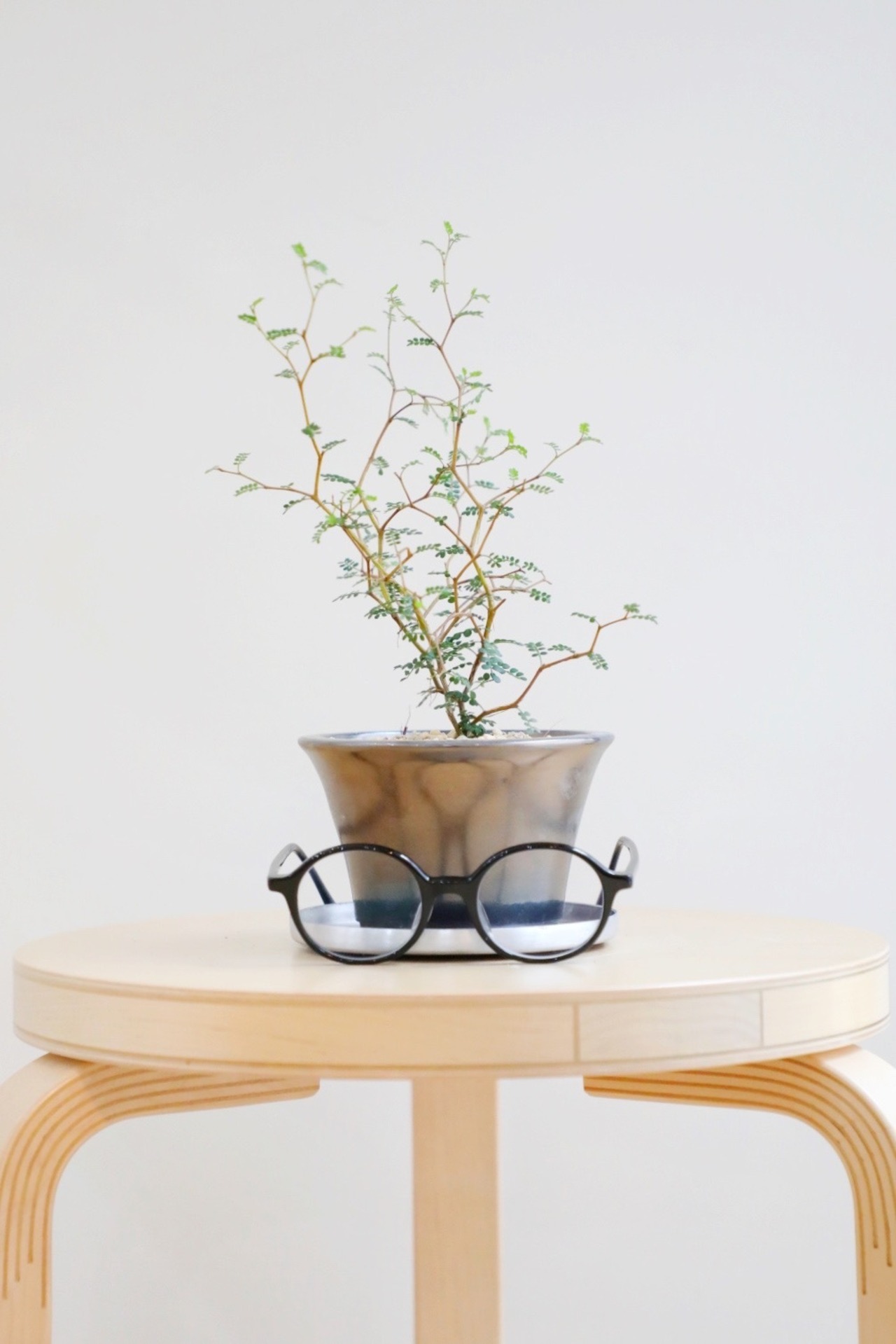 【S】ソフォラ リトルベイビー/Sophora prostrata Little Baby