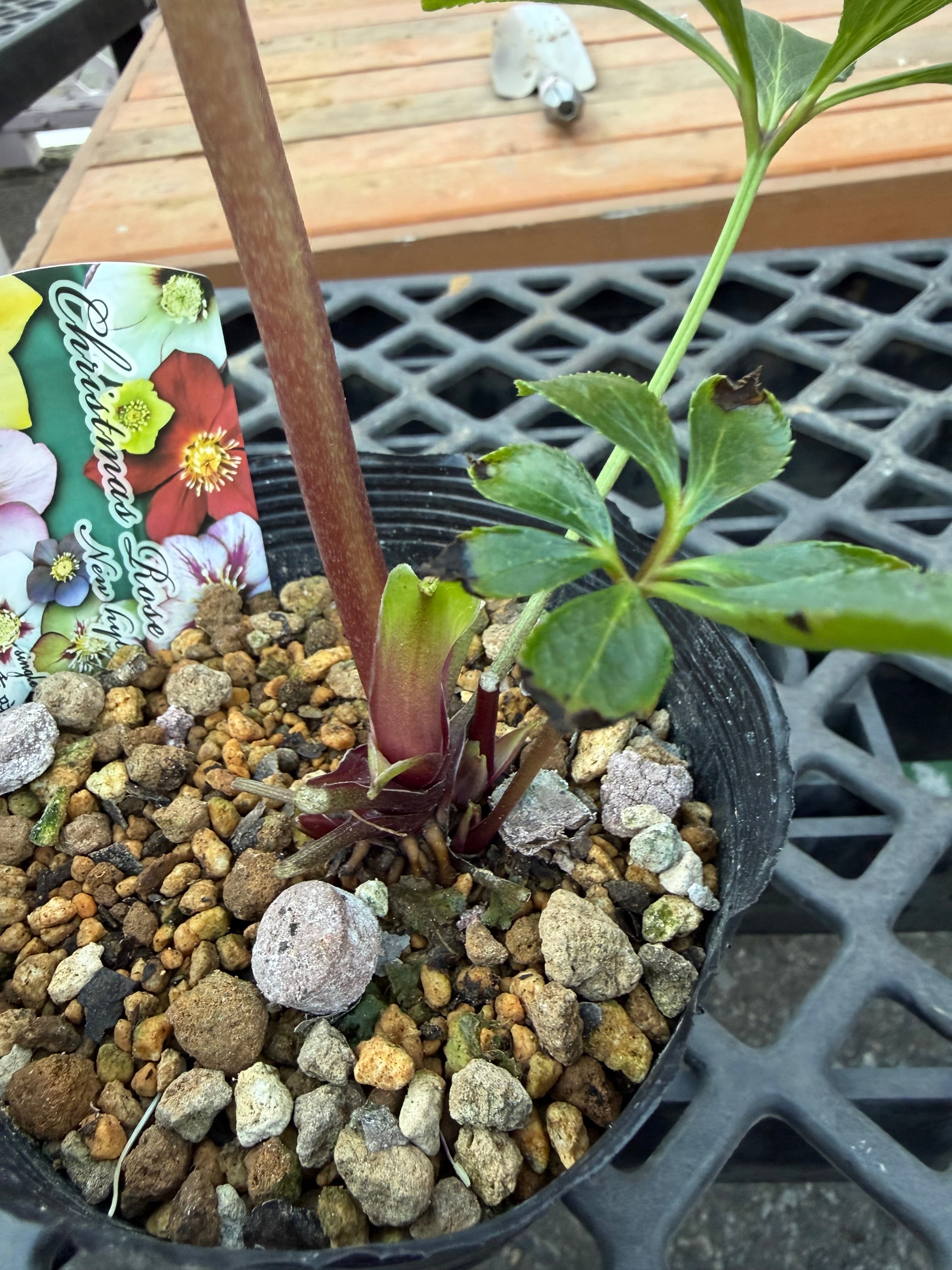 赤蕊バイカラーピンクレッドベイン 髙正園 クリスマスローズ【Ta05