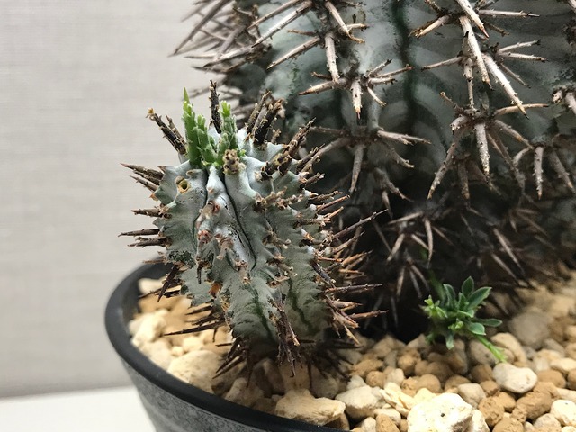 ユーフォルビア ゼブラホリダ