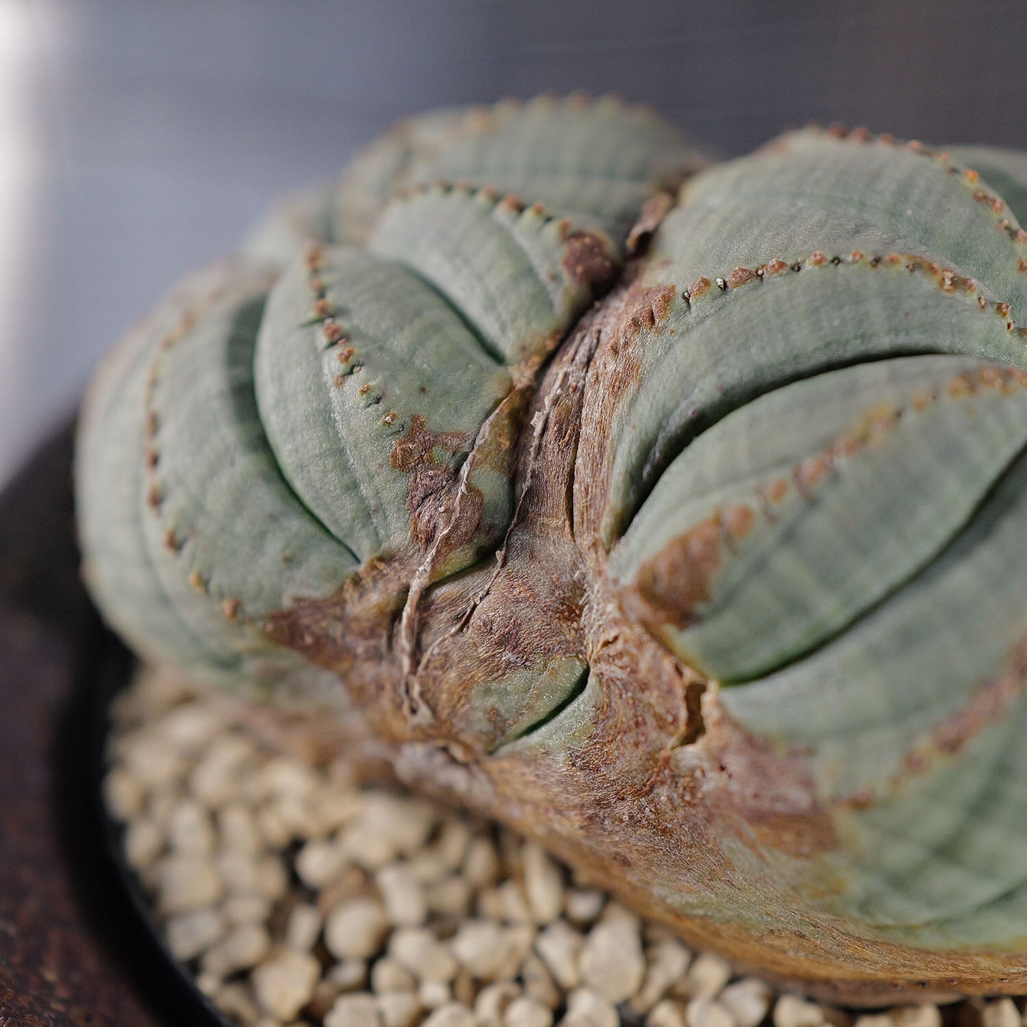 超厳選株】大株 最大幅約9cm 超扁平 円扇石化 ダブルヘッド オベサ