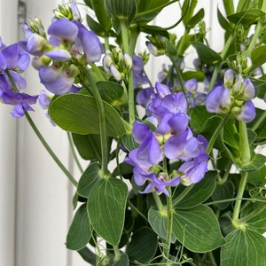 爽やかな芳香　ＪＡ宮崎中央　国富地区　宿根スイートピー　ラピスブルー