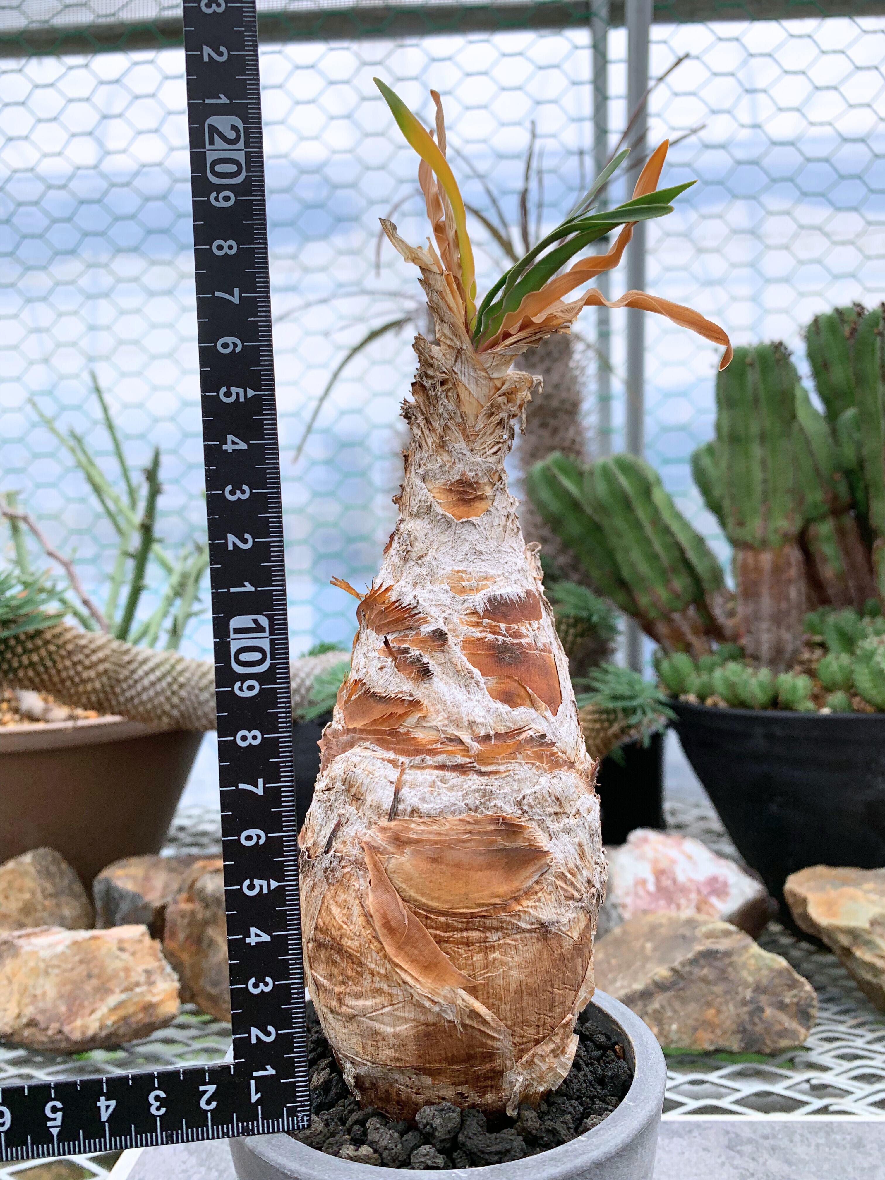 塊根植物 | CACTUS330