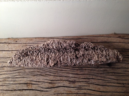 Final form of driftwood FD011