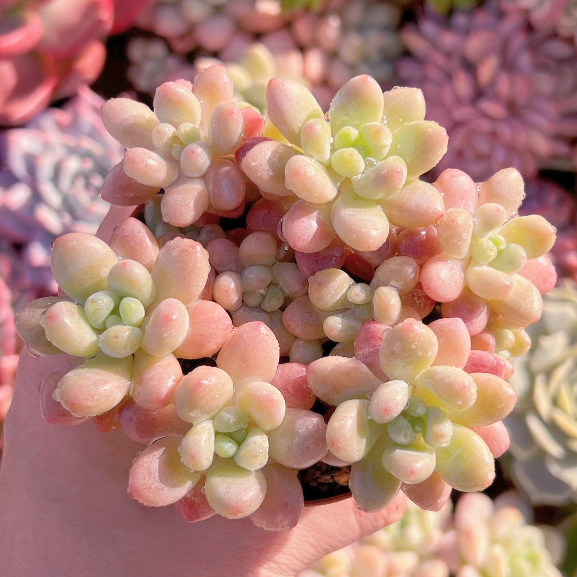 現品　キャビア#278　新入荷　るる農園