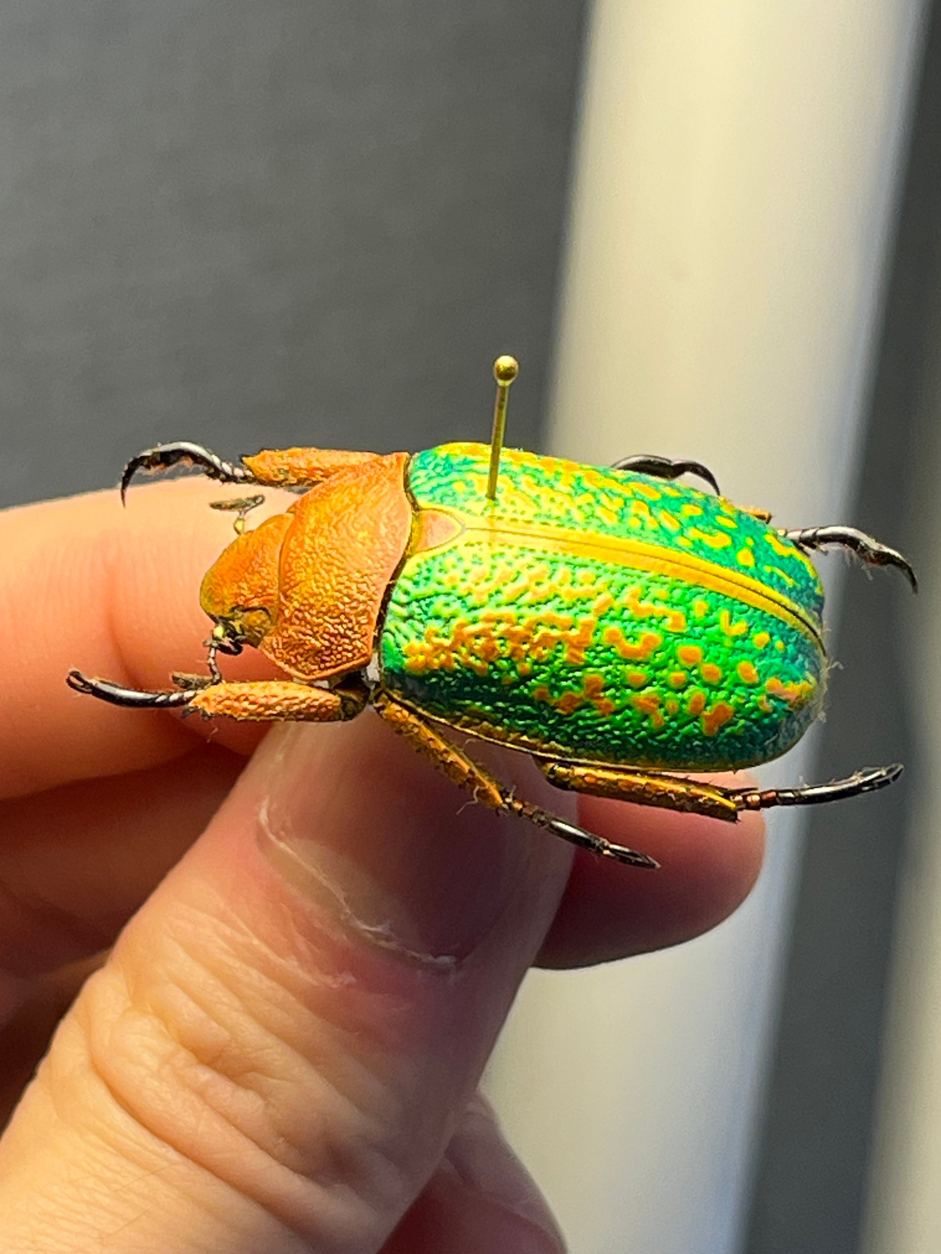 31mm】ヴィクトリナウグイスコガネ プラチナコガネ 標本 カナブン