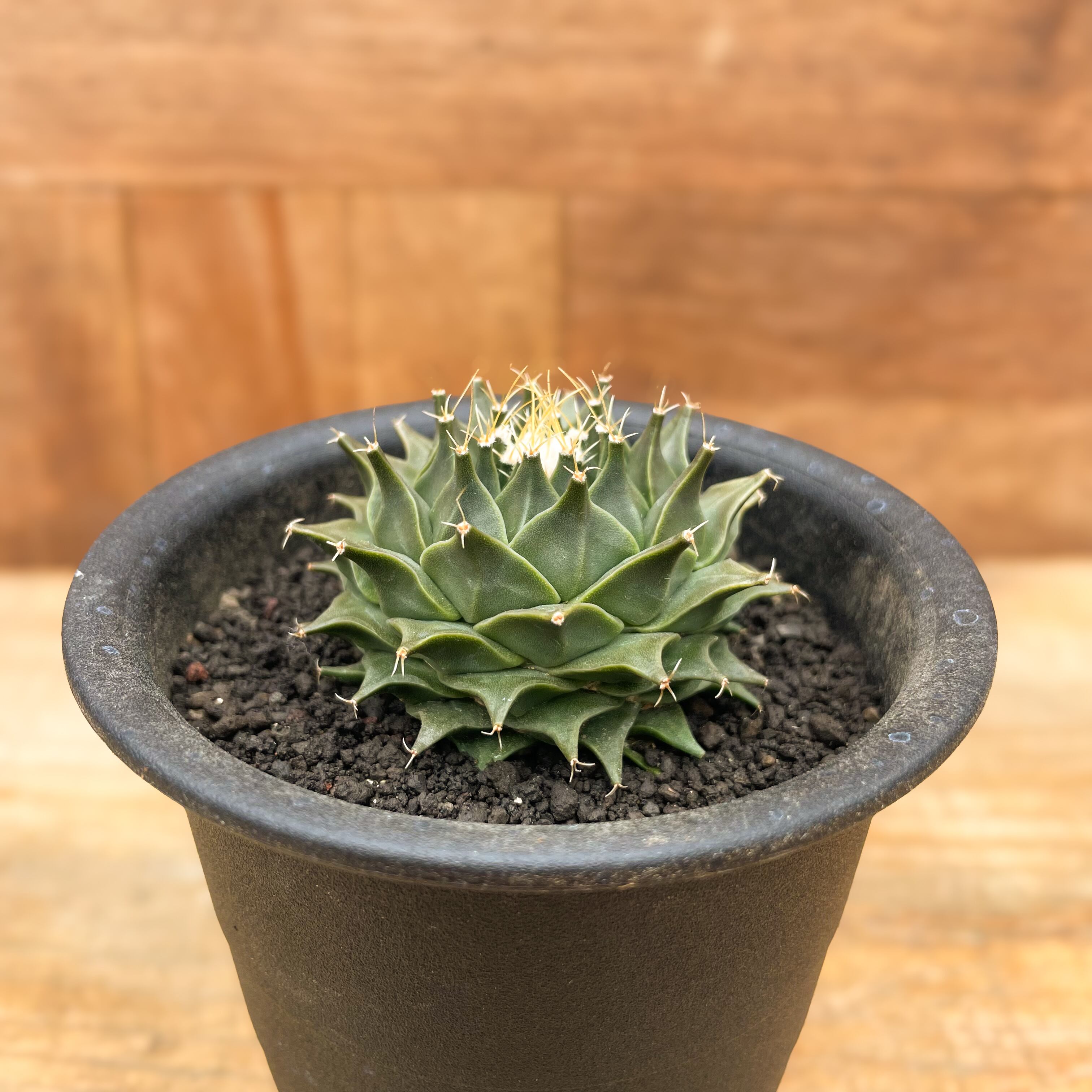 サボテン オブレゴニア 帝冠錦 特選極上美株