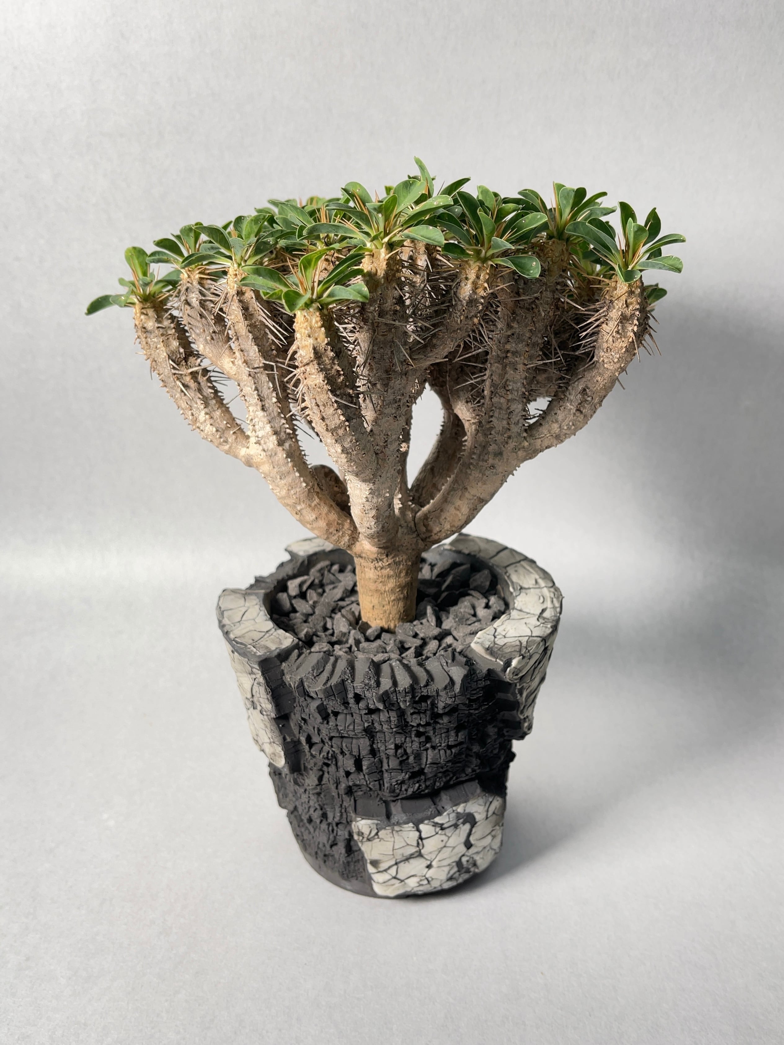 ユーフォルビア・ギラウミニアナ | trigger