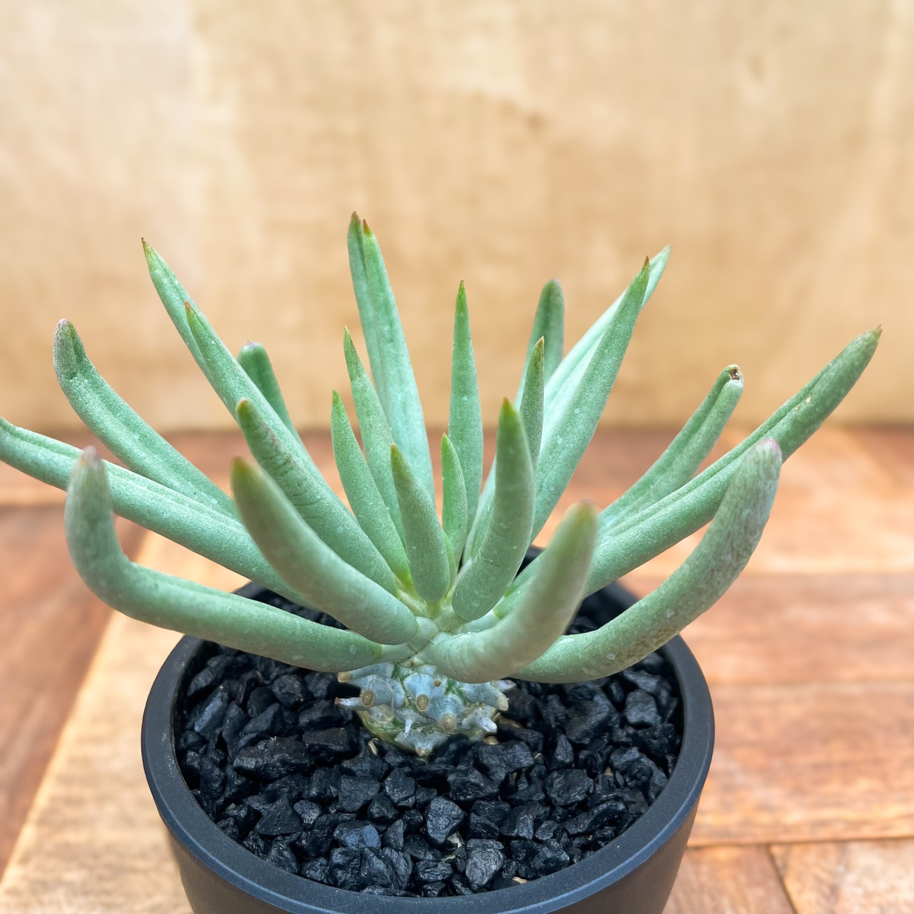 Tyrecodon cacalioides 【チレコドン・カカリオイデス・鐘鬼】