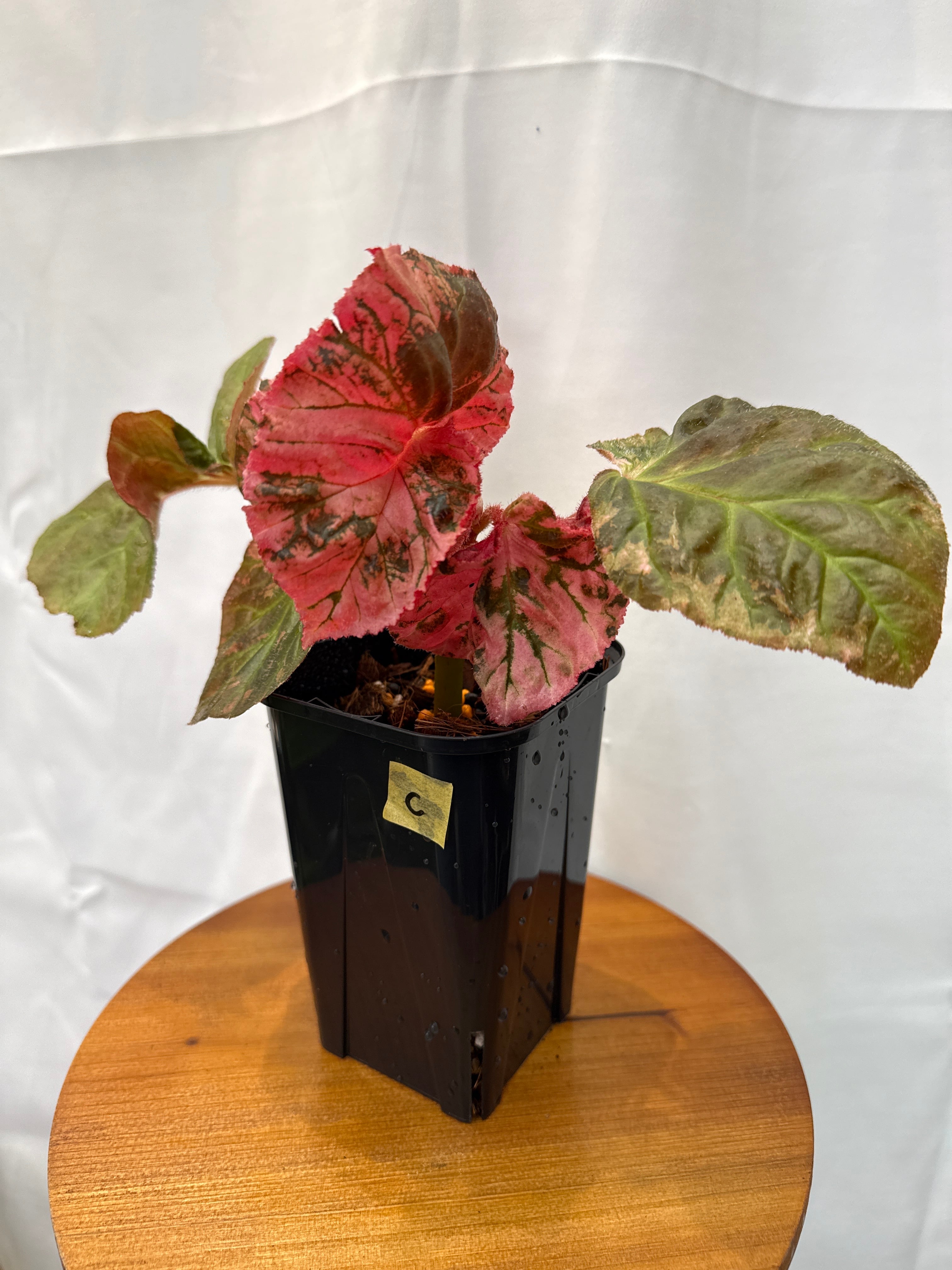 C) Begonia 