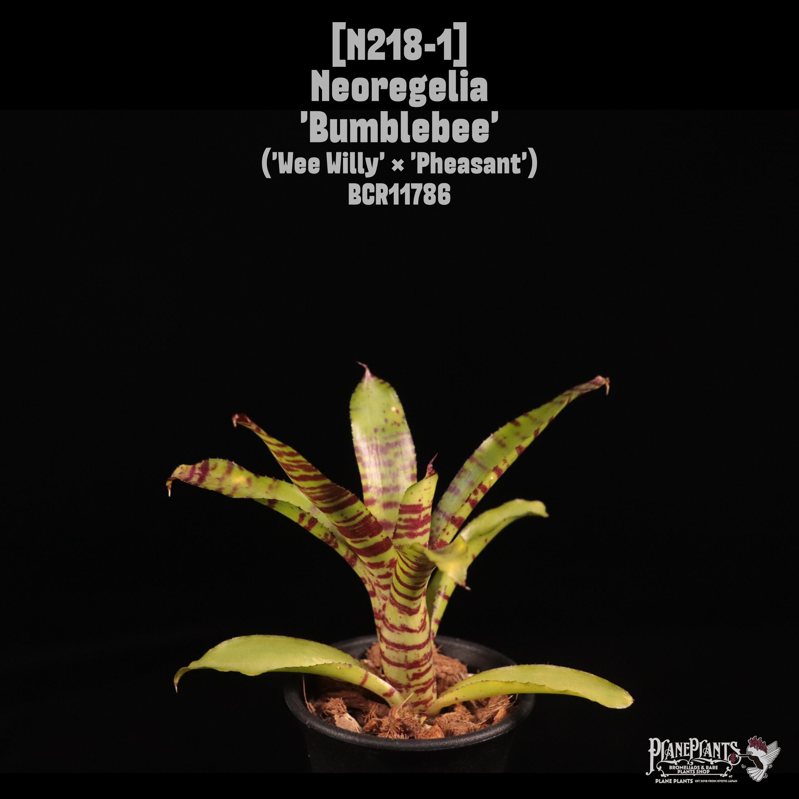 Neoregelia 'Bumblebee'〔ネオレゲリア〕N218-1
