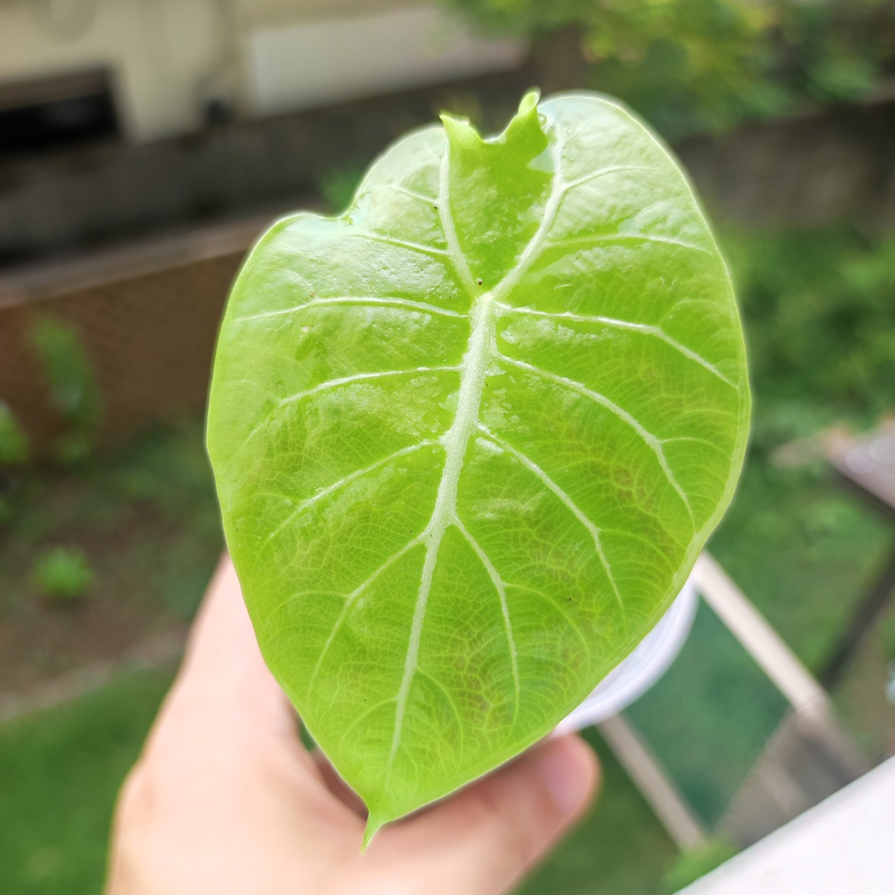 アロカシア・ワトソニア / Alocasia Watsoniana