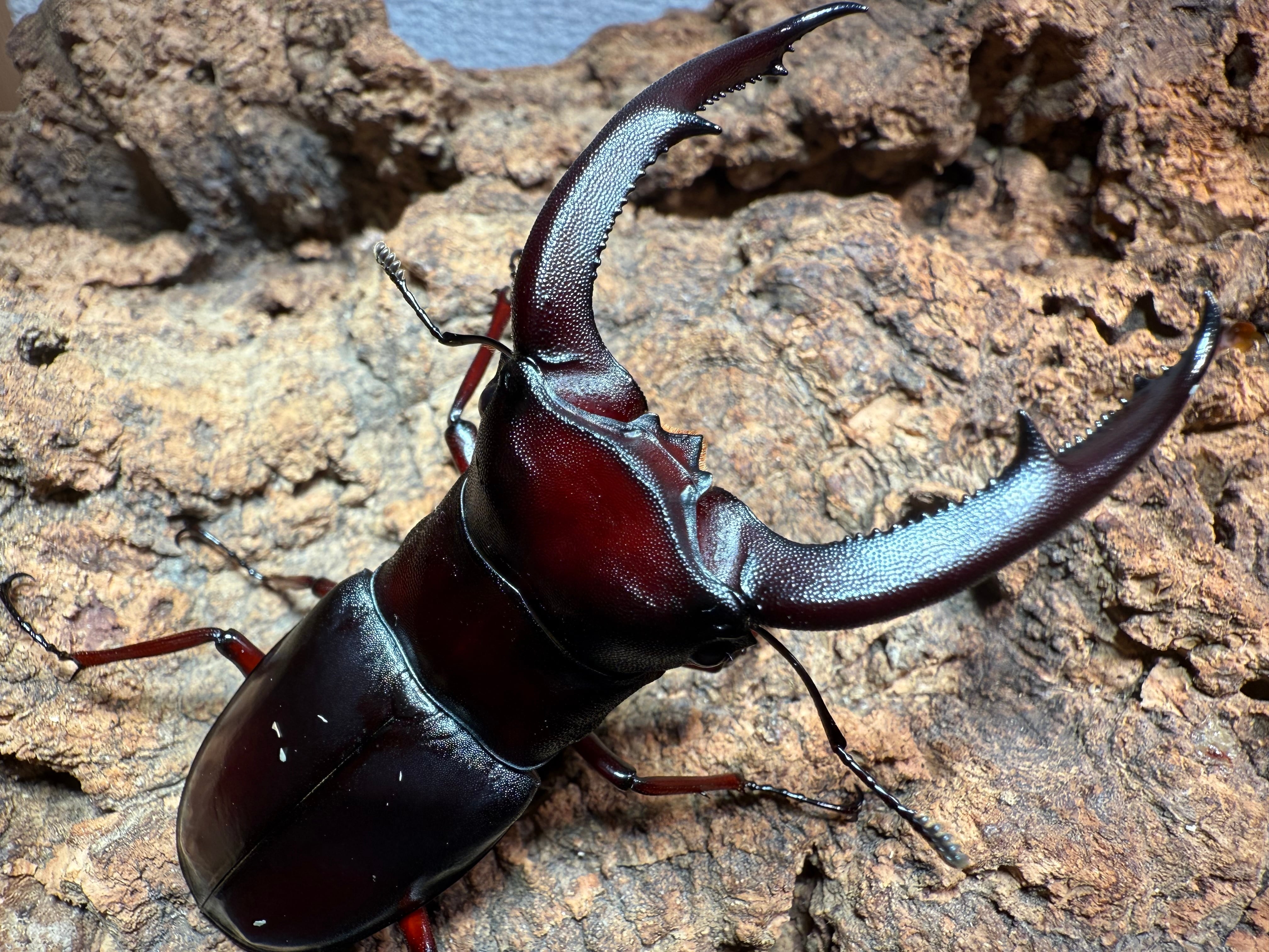 64の日セール！【3令幼虫ペア】WF3 ギアスゾウカブトssp | dream