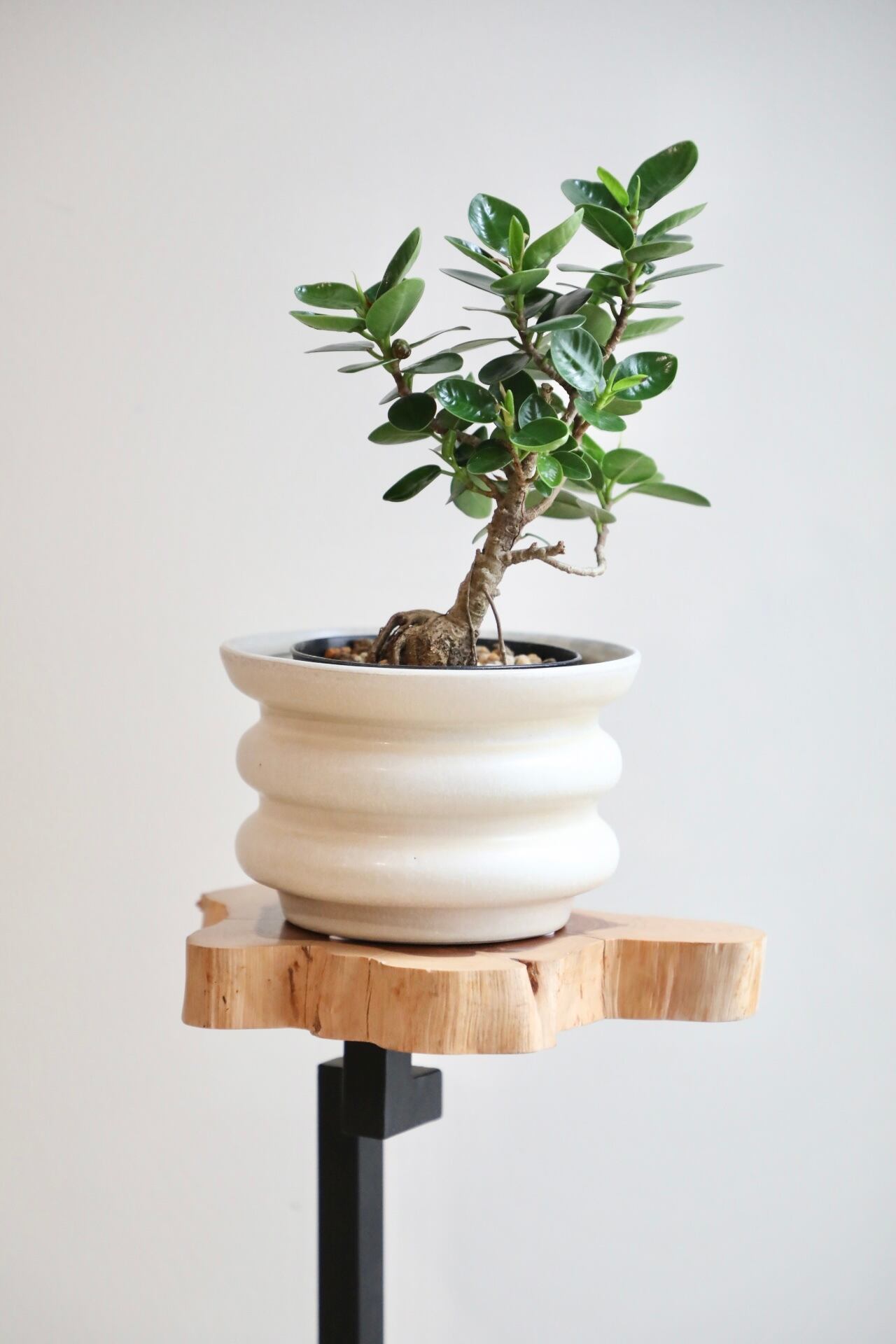 S】パンダガジュマル/Ficus microcarpa Panda ※陶器鉢カバー付き