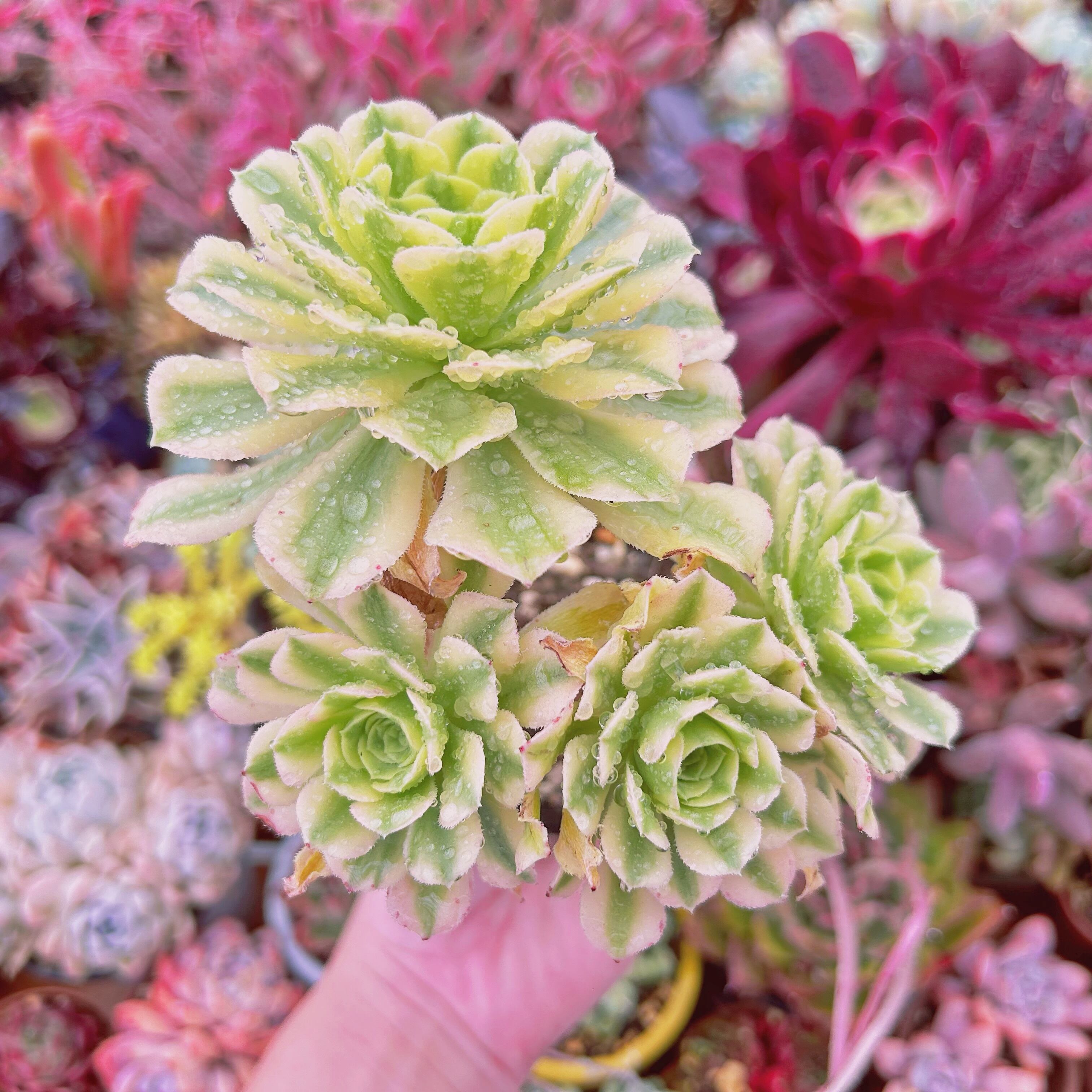 現物　多肉植物　富士雪  特大　抜き苗