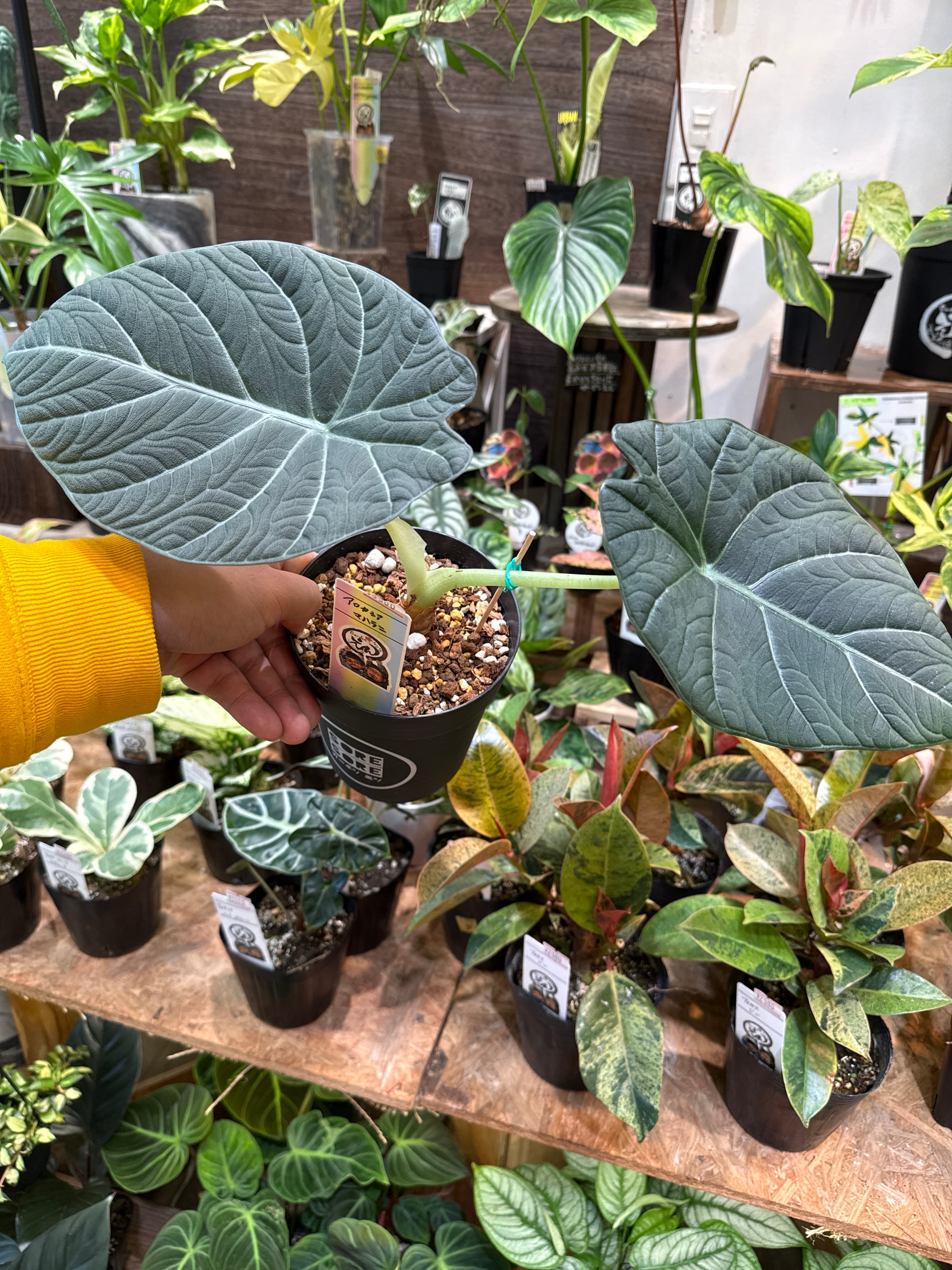 アロカシア マハラニ4号 | Gardenえん 【観葉熱帯植物】