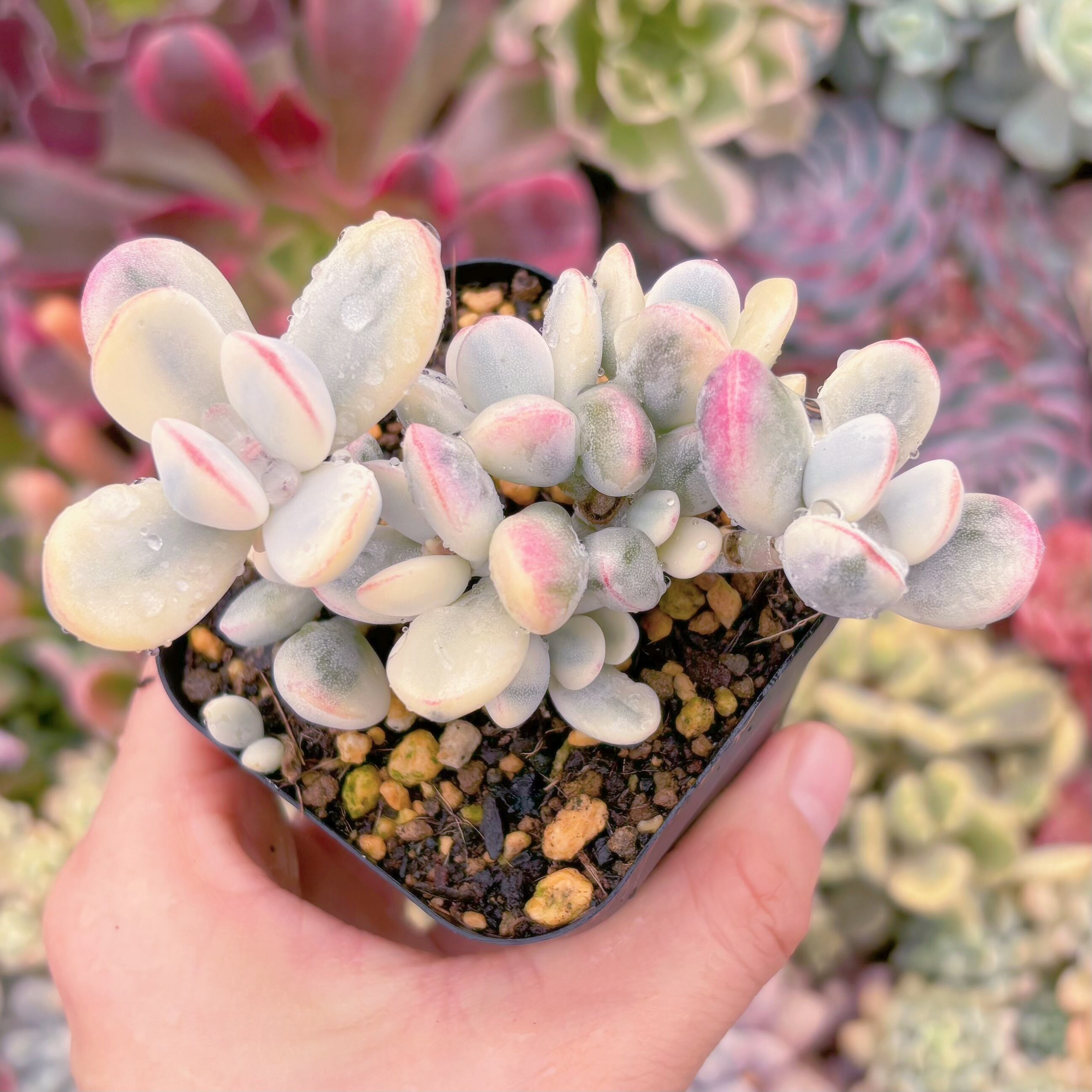 現品　達磨福娘錦#724　るる農園