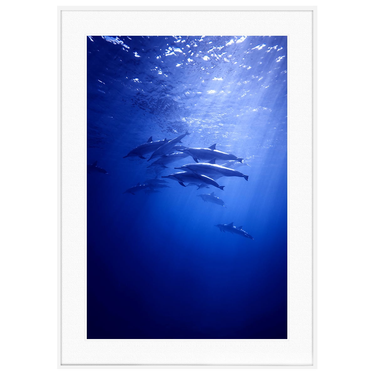 夏写真 海を泳ぐイルカの群れ インテリアアートポスター額装 AS1957