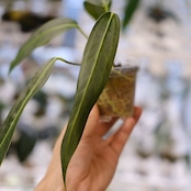 Anthurium wendlingeri⑤ / アンスリウム・ウェンドリンゲリ│観葉植物