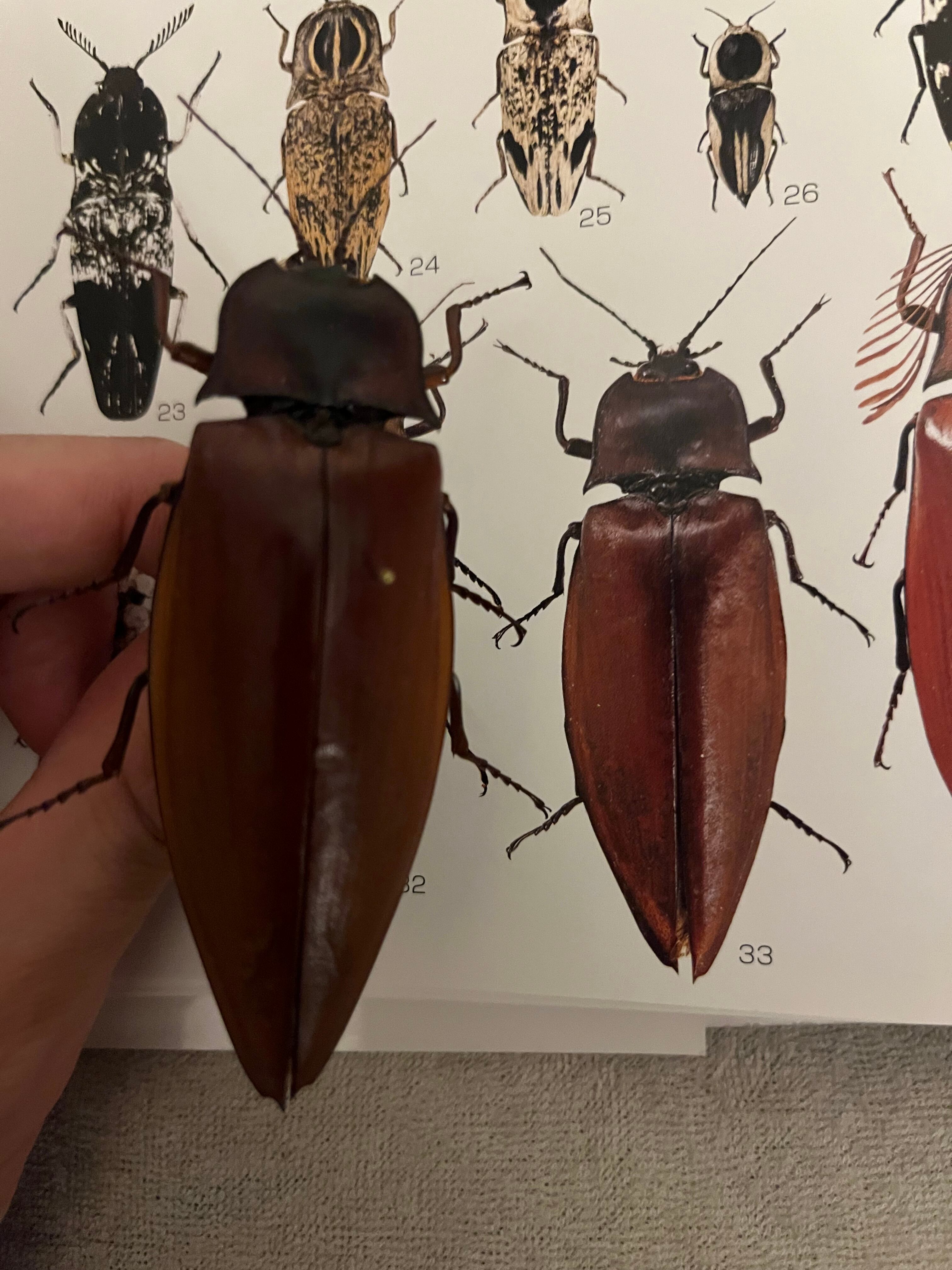 60mm程】コメツキムシの幼虫 ハチスズメバチハムシフンチュウオサムシ標本