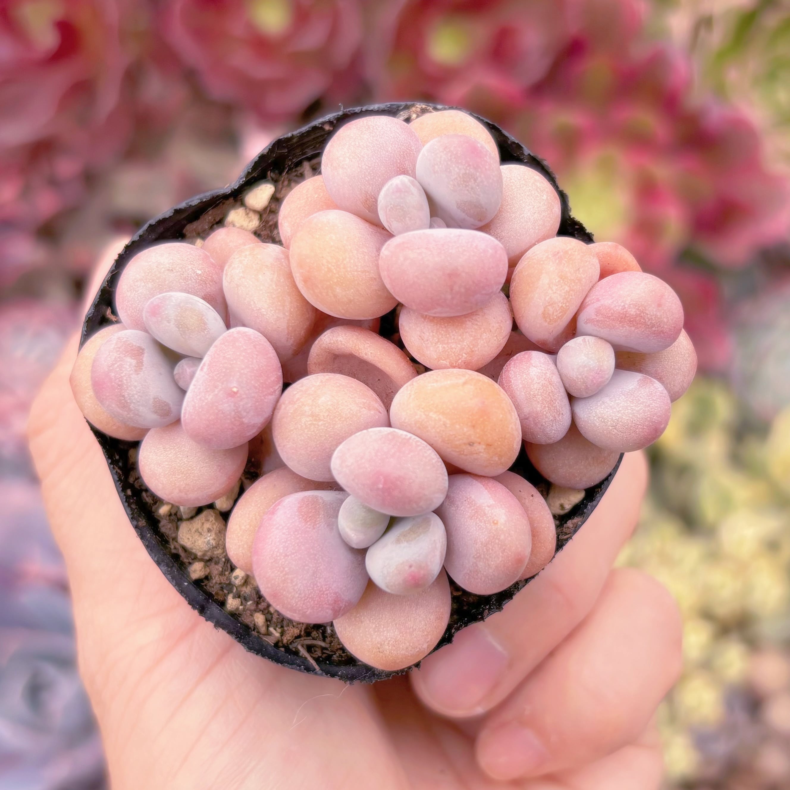 現品　桃卵#885　新入荷