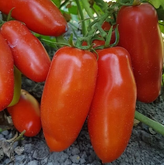 トマト | みらいのたね EnYuKan