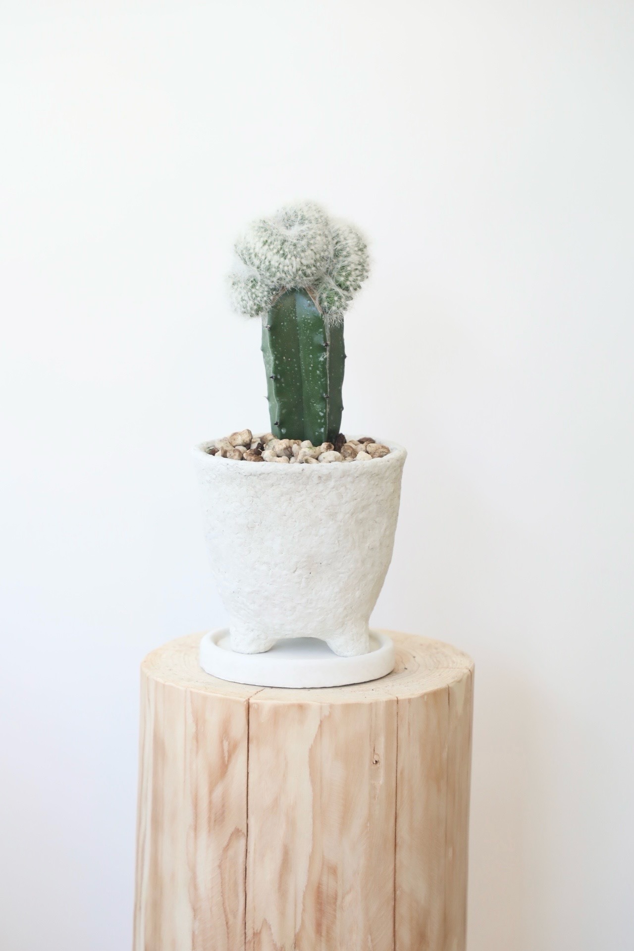 マミラミア カルメナエ  綴化/Mammillaria　※陶器鉢付き