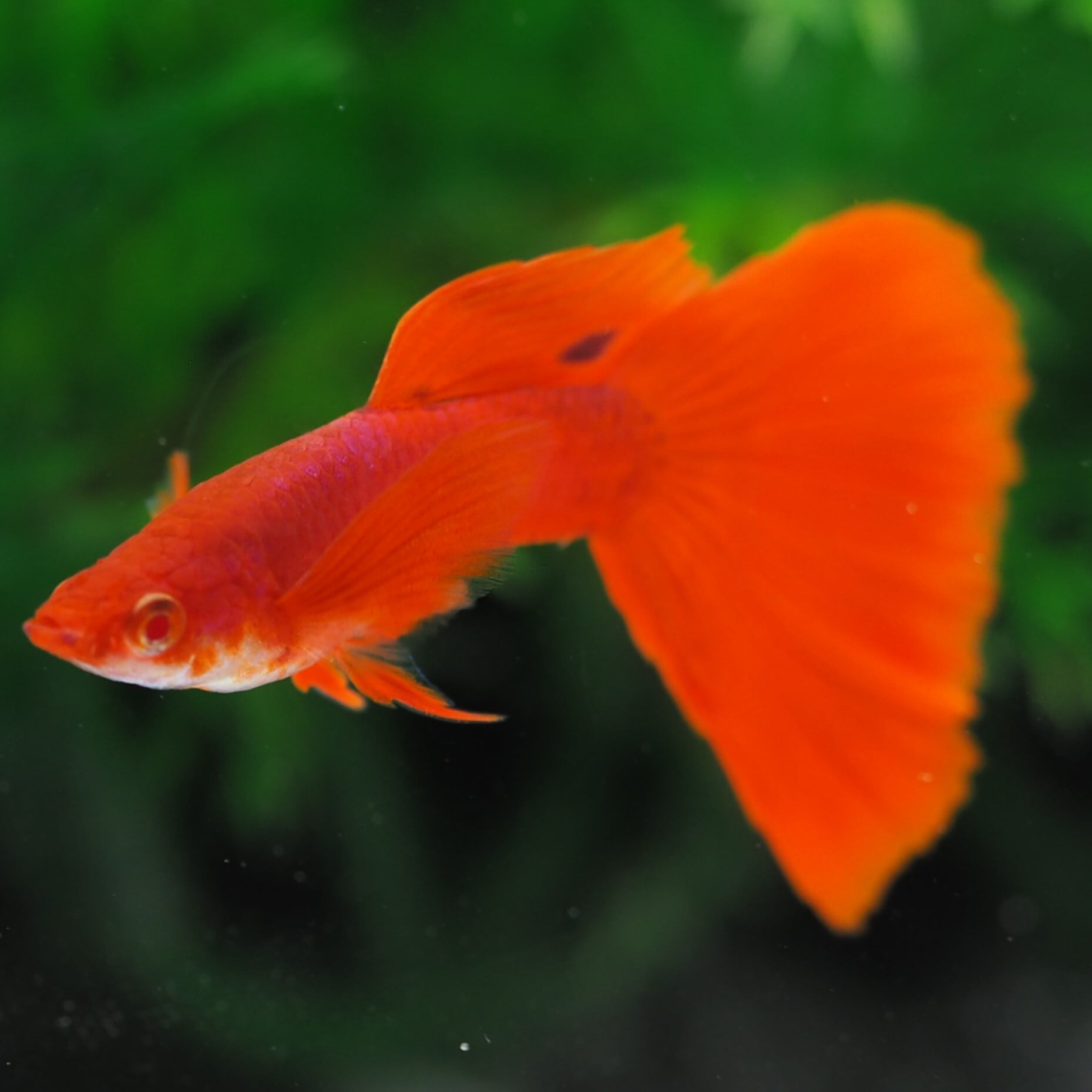 上物RREAレッドテールコブラ 1ペア(国産グッピー) | 伊豆グッピーファーム