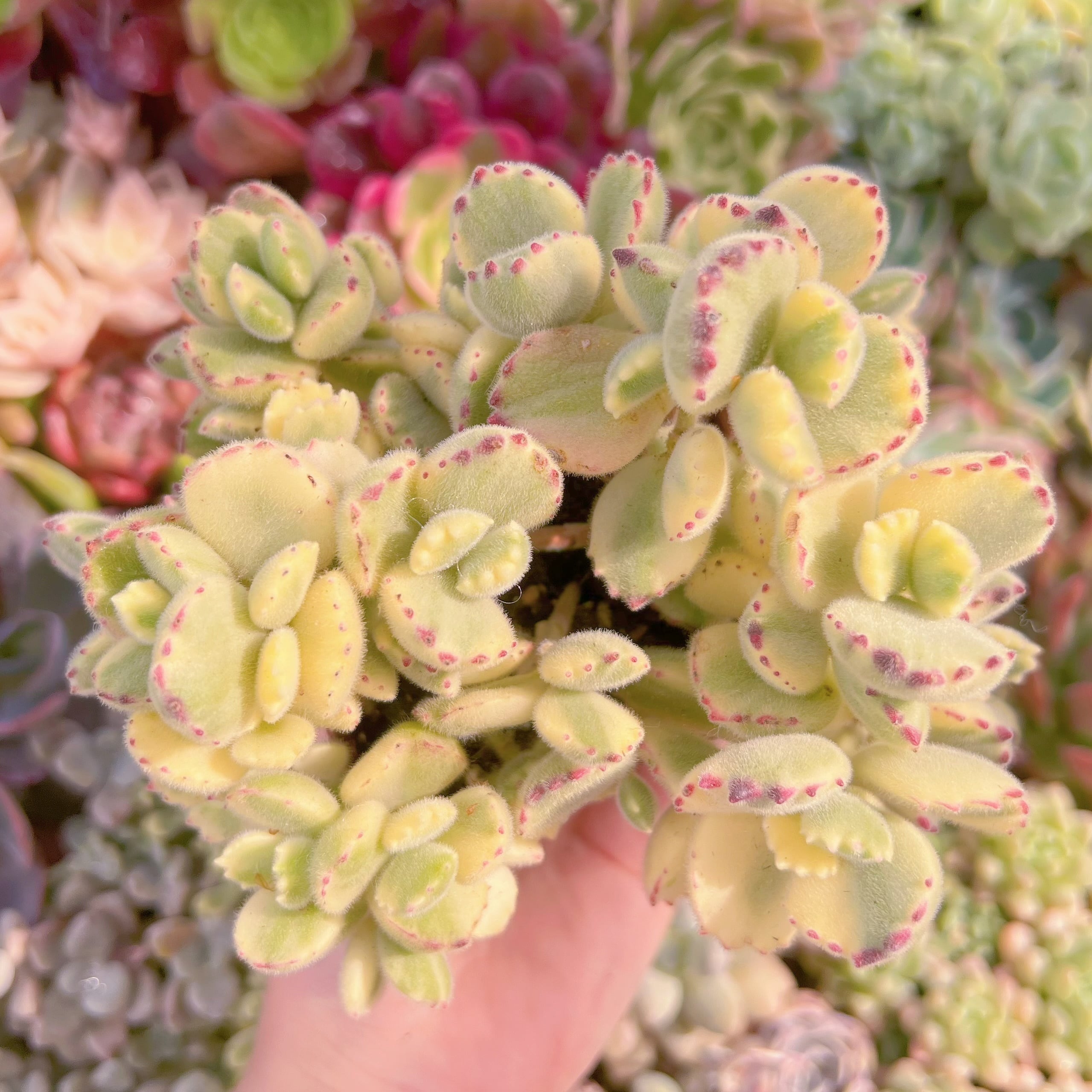 現品　白熊#F008　るる農園